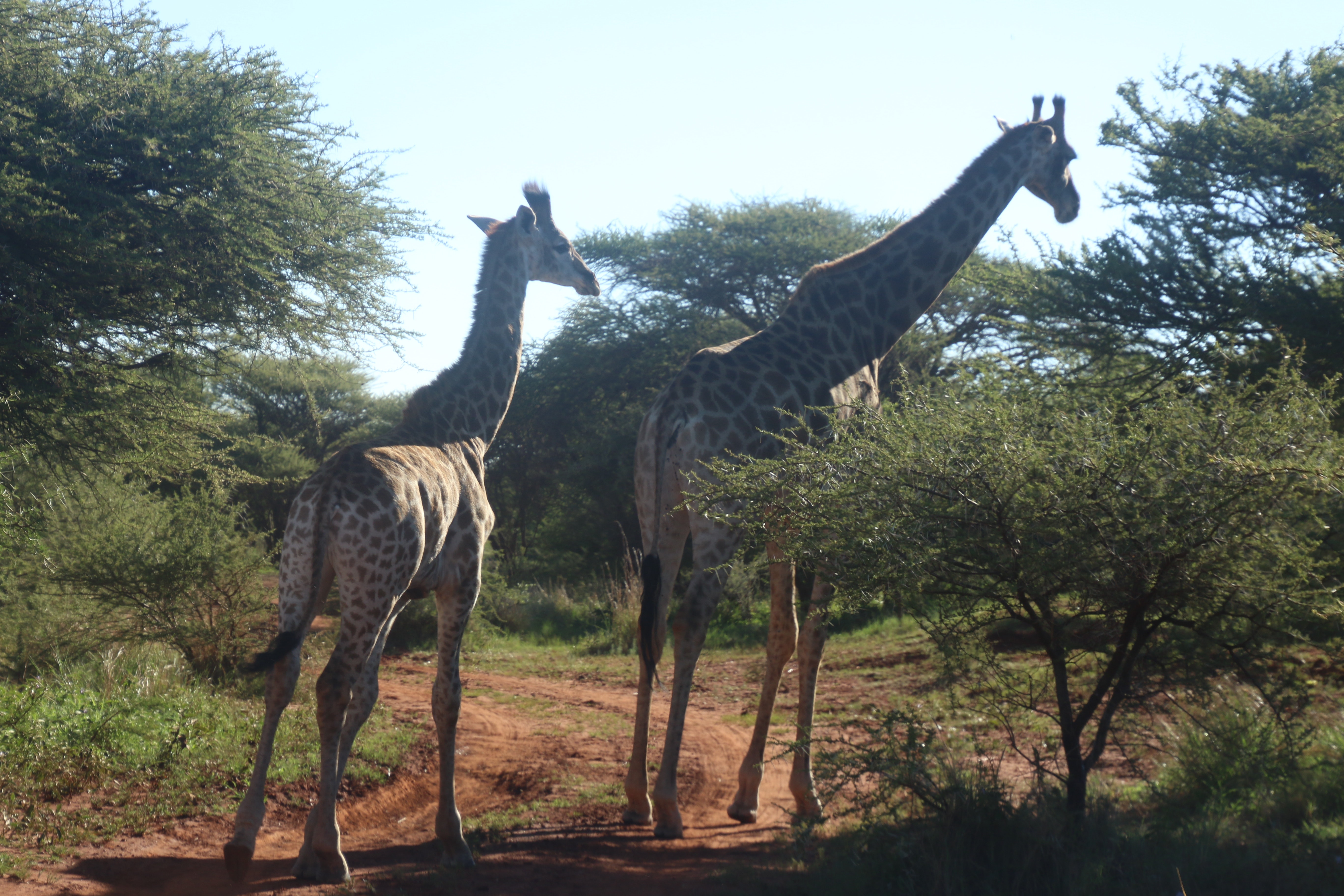 Two giraffes standing near trees photo
