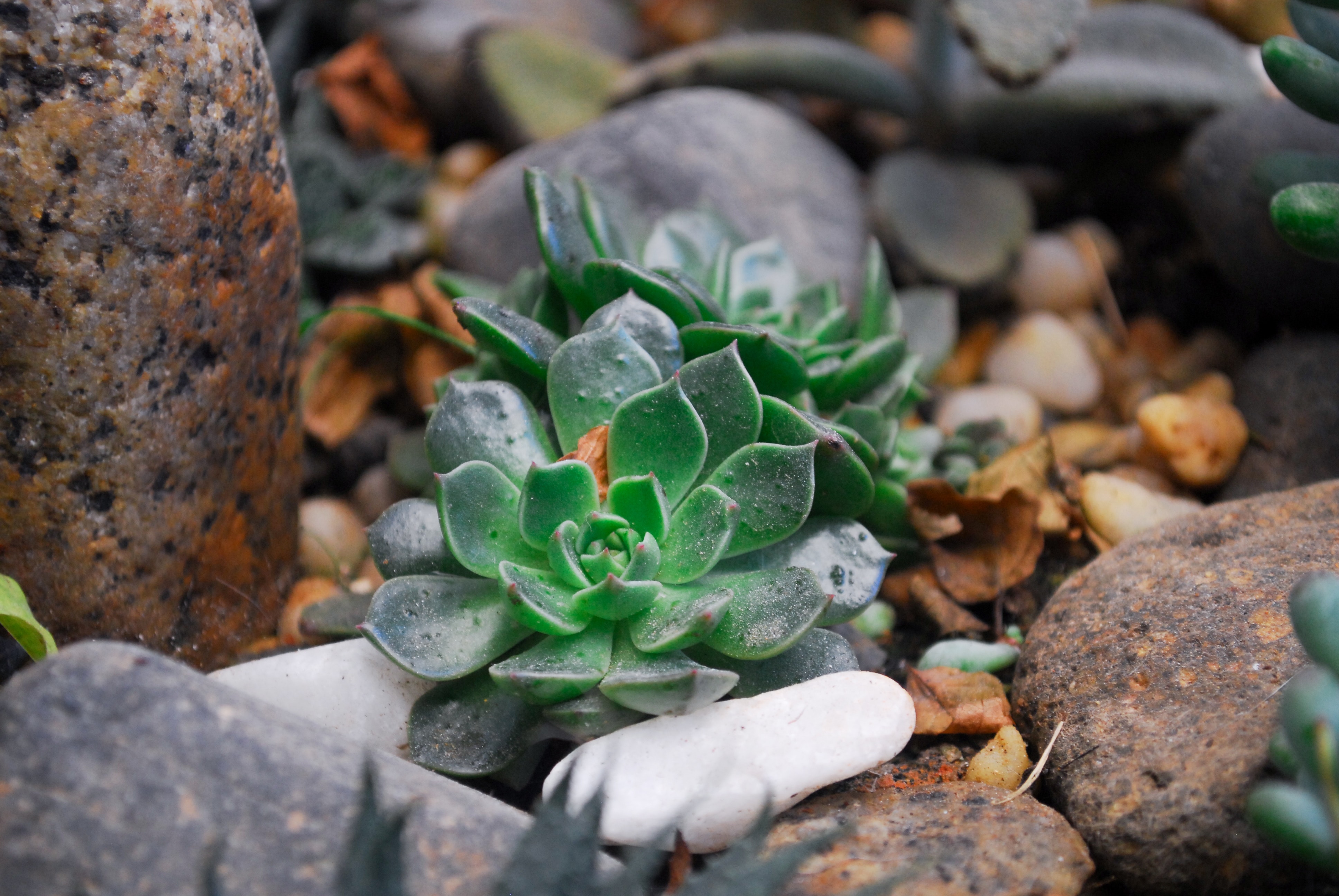 Two green succulent plants on rock photo