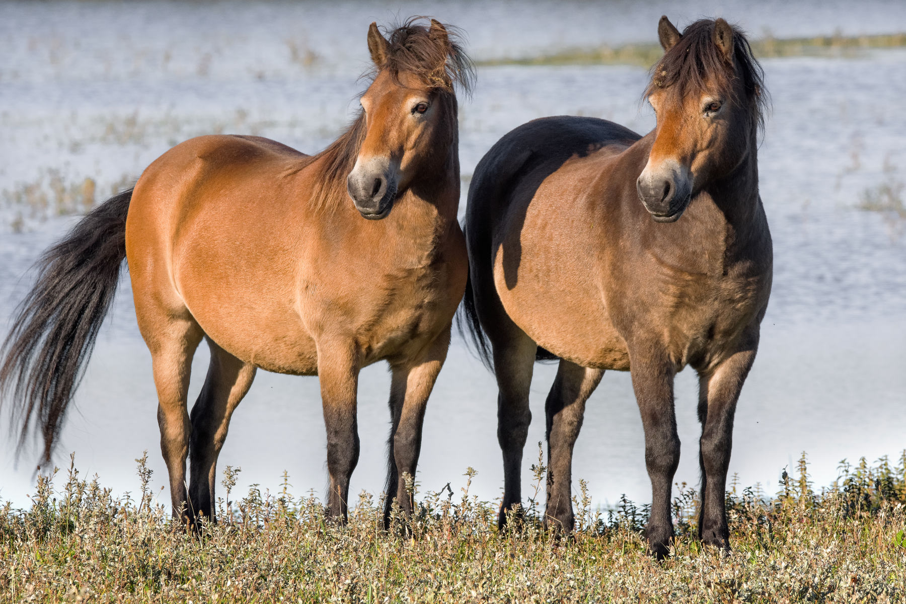 Two horses photo