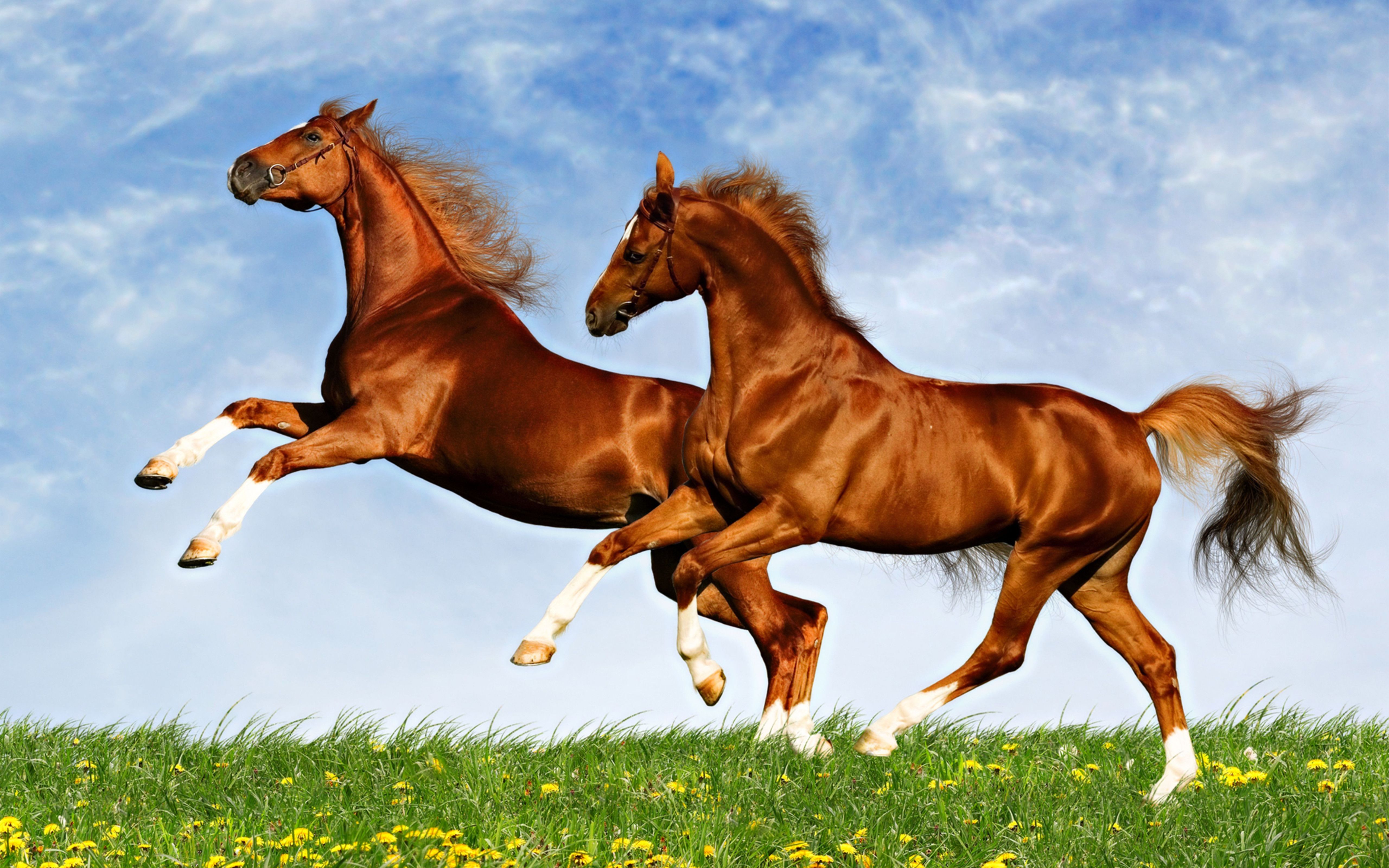Wallpaper Download 5120x3200 Two horses frolic on the plain - spring ...