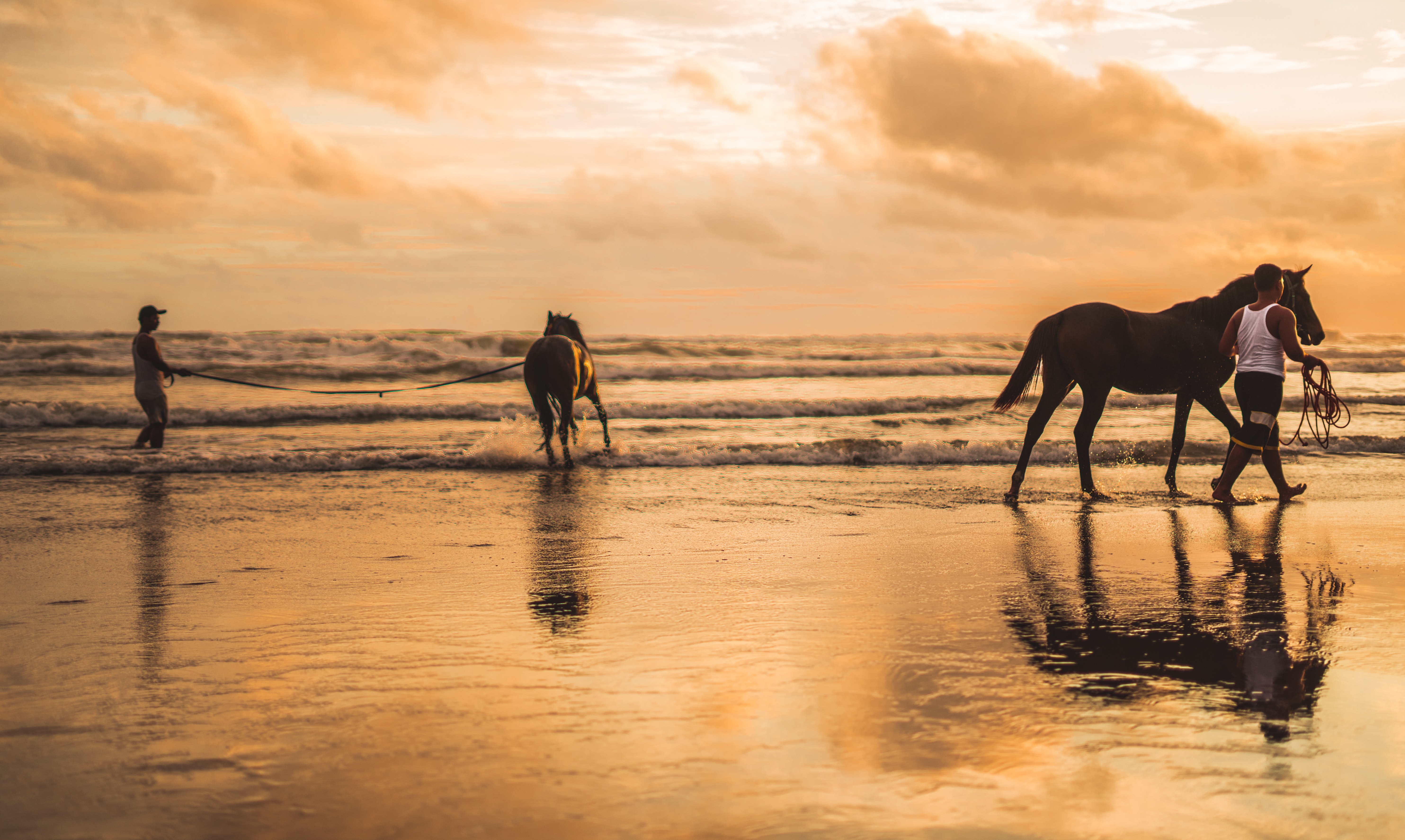 Two horses on the beach photo