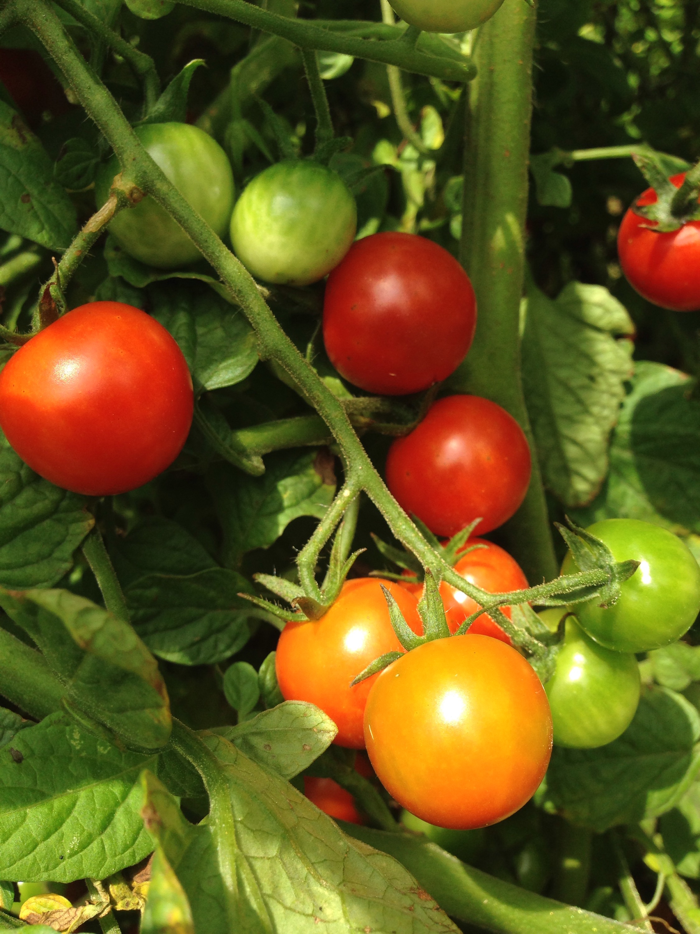 Cherry Tomatoes | Carolina Grown & Grub