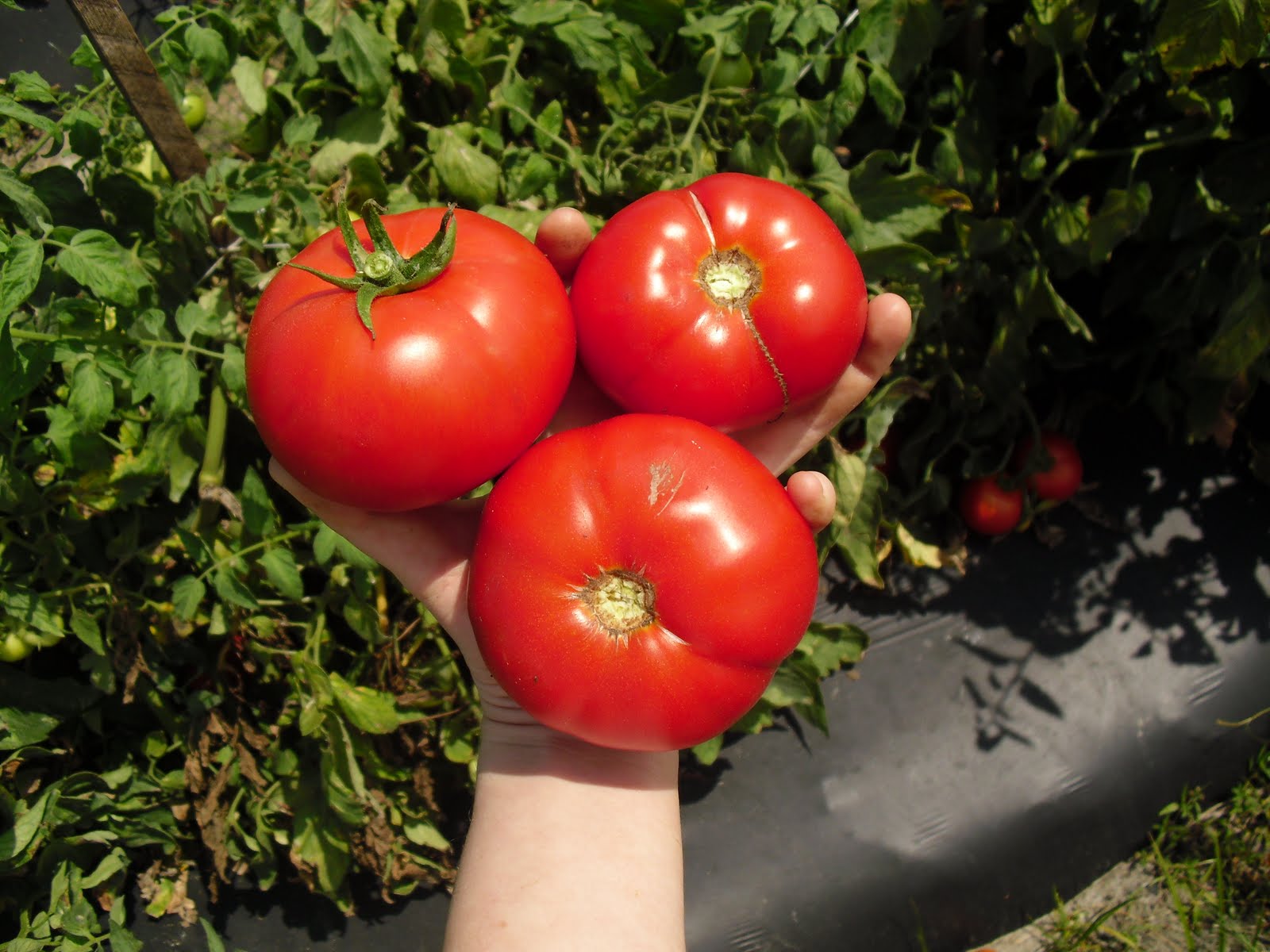 Well What About That: Tomatoes, tomatoes, and more tomatoes...