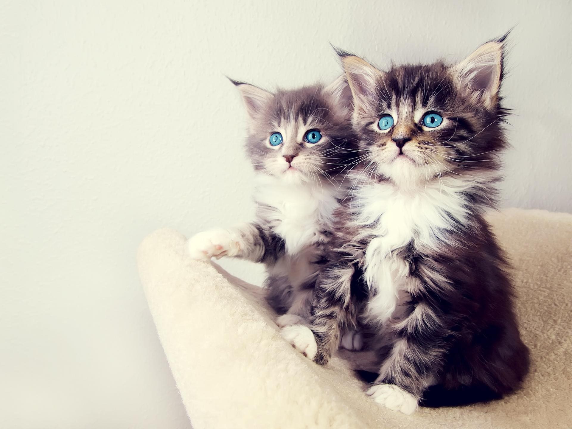 Two kittens with blue eyes / 1920 x 1440 / Animals / Photography ...
