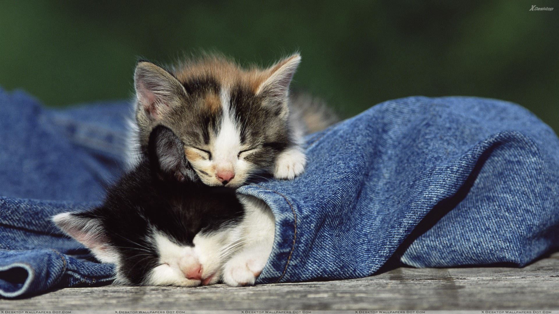 Two Kittens Sleeping In Jeans Wallpaper