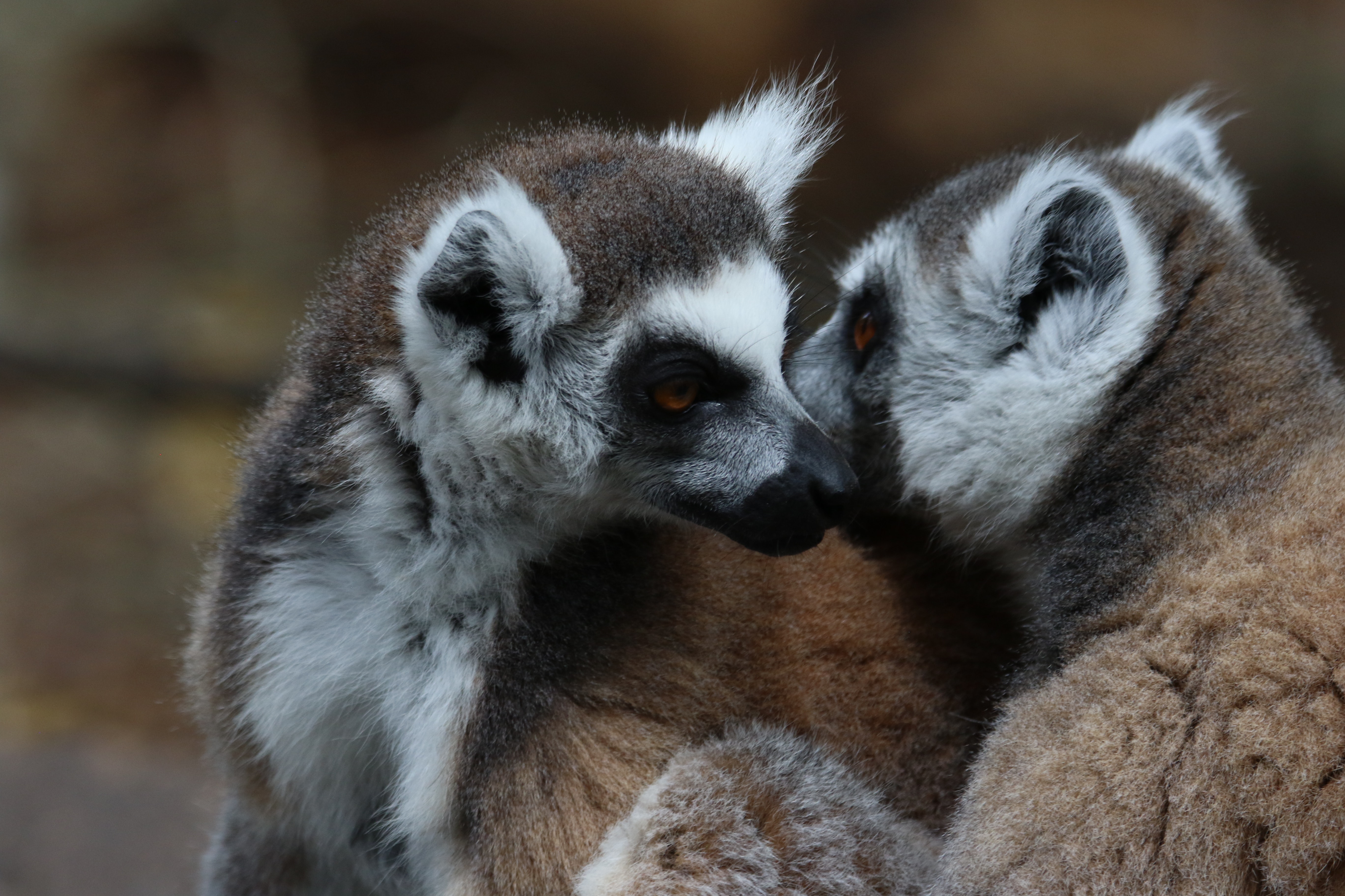 Two Lemurs, Adorable, Mammal, Young, Wildlife, HQ Photo