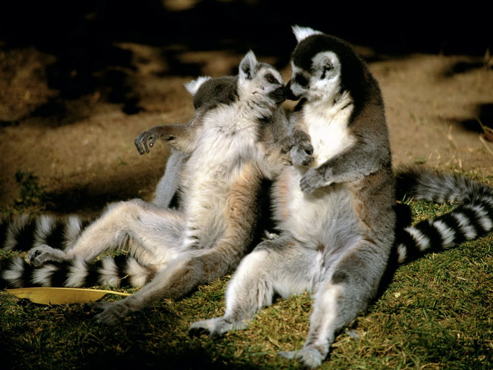 Tow Ring Tailed Lemur | LEMURS | Pinterest | Lemur, Animal wallpaper ...