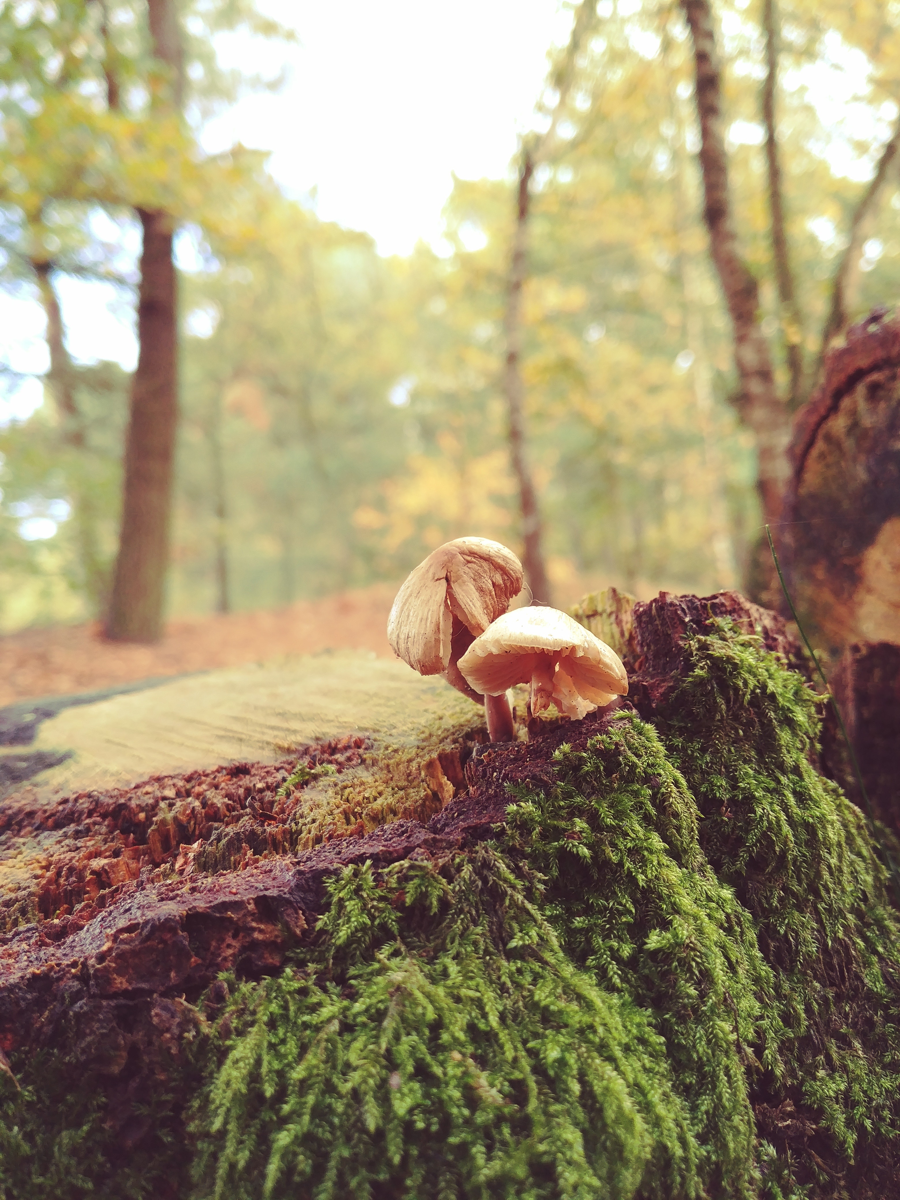 Two mushrooms with green plants photo