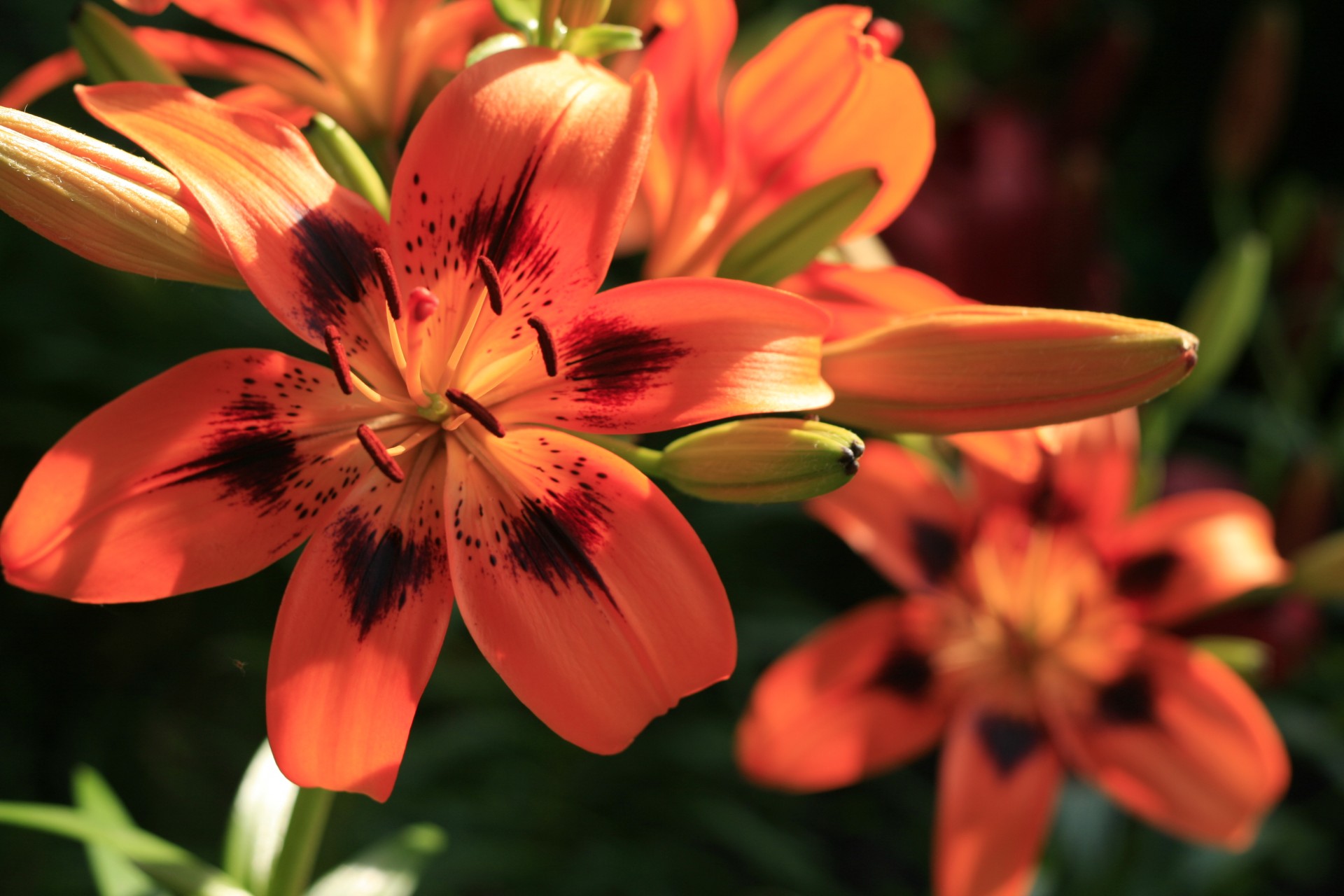 Two Orange Lily Flowers Free Stock Photo - Public Domain Pictures