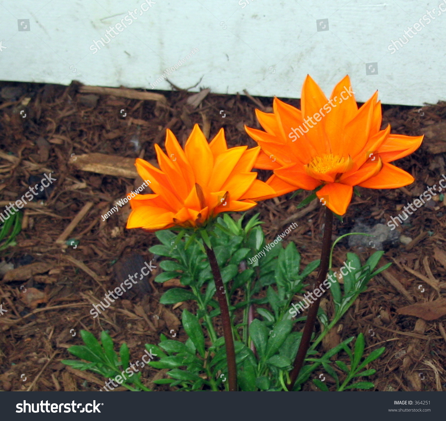 Two Orange Flowers Stock Photo 364251 - Shutterstock