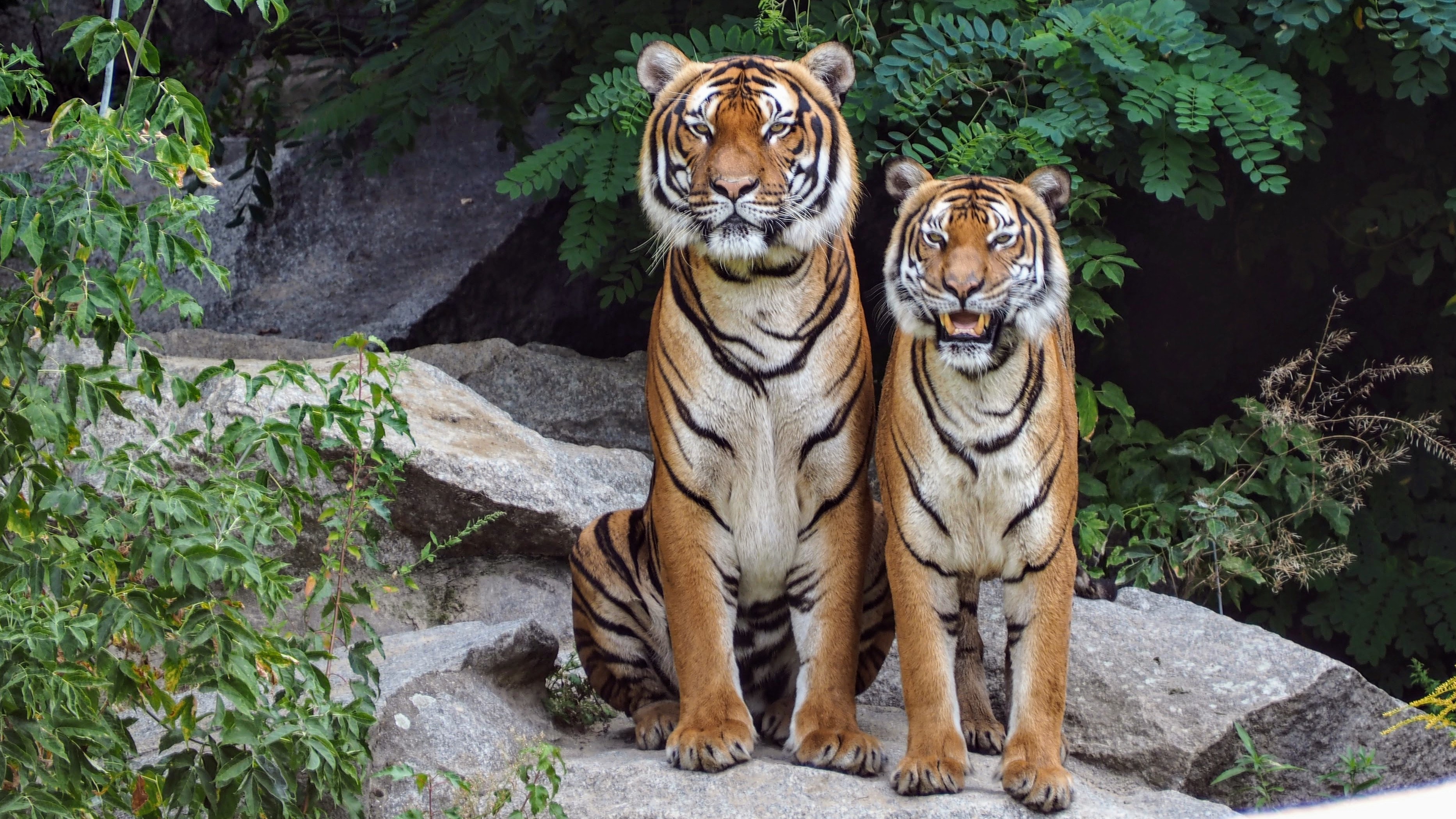 Two orange tigers sitting beside each other photo