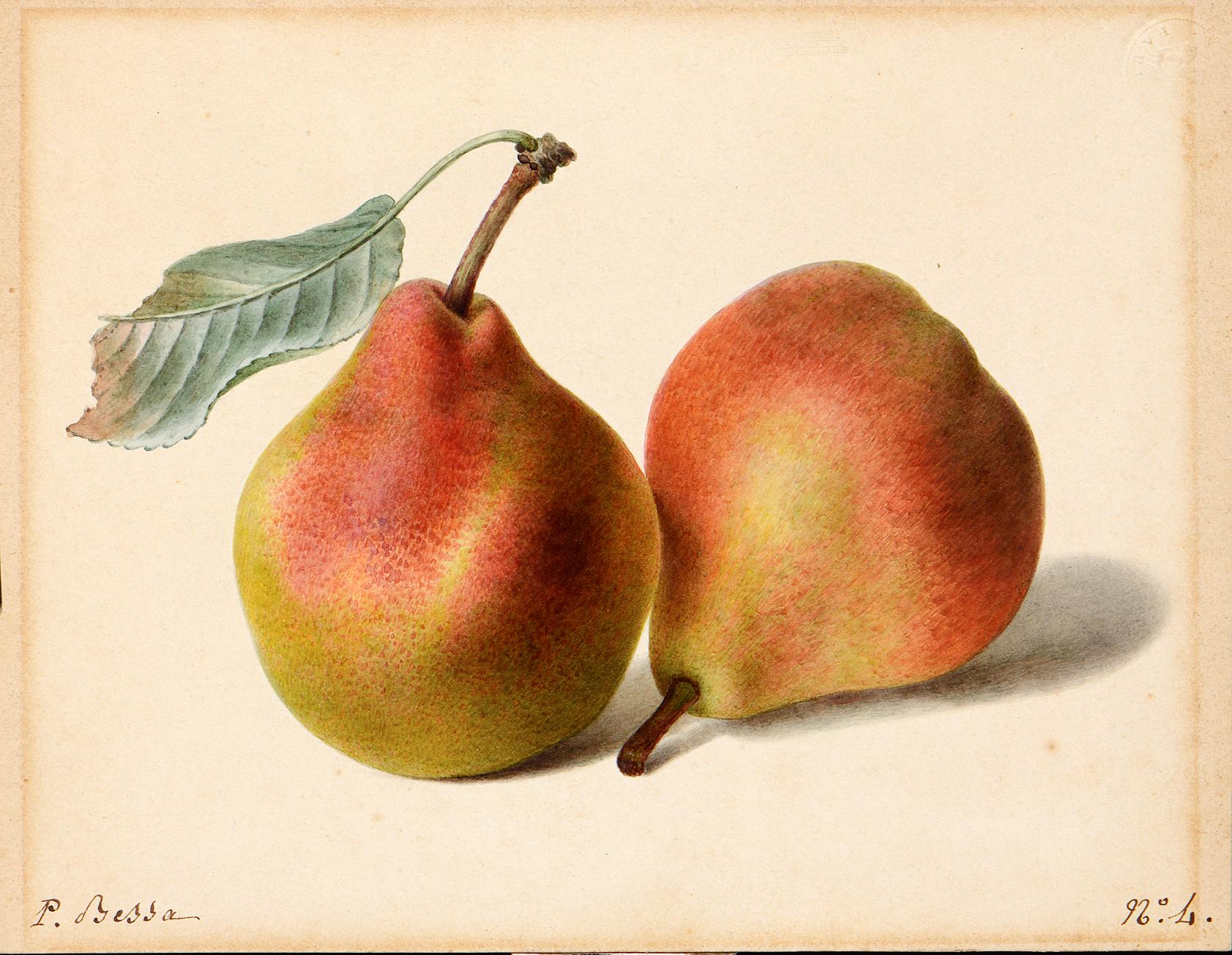 Pancrace BESSA (Paris 1772 - Ecouen 1846) - Two Pears
