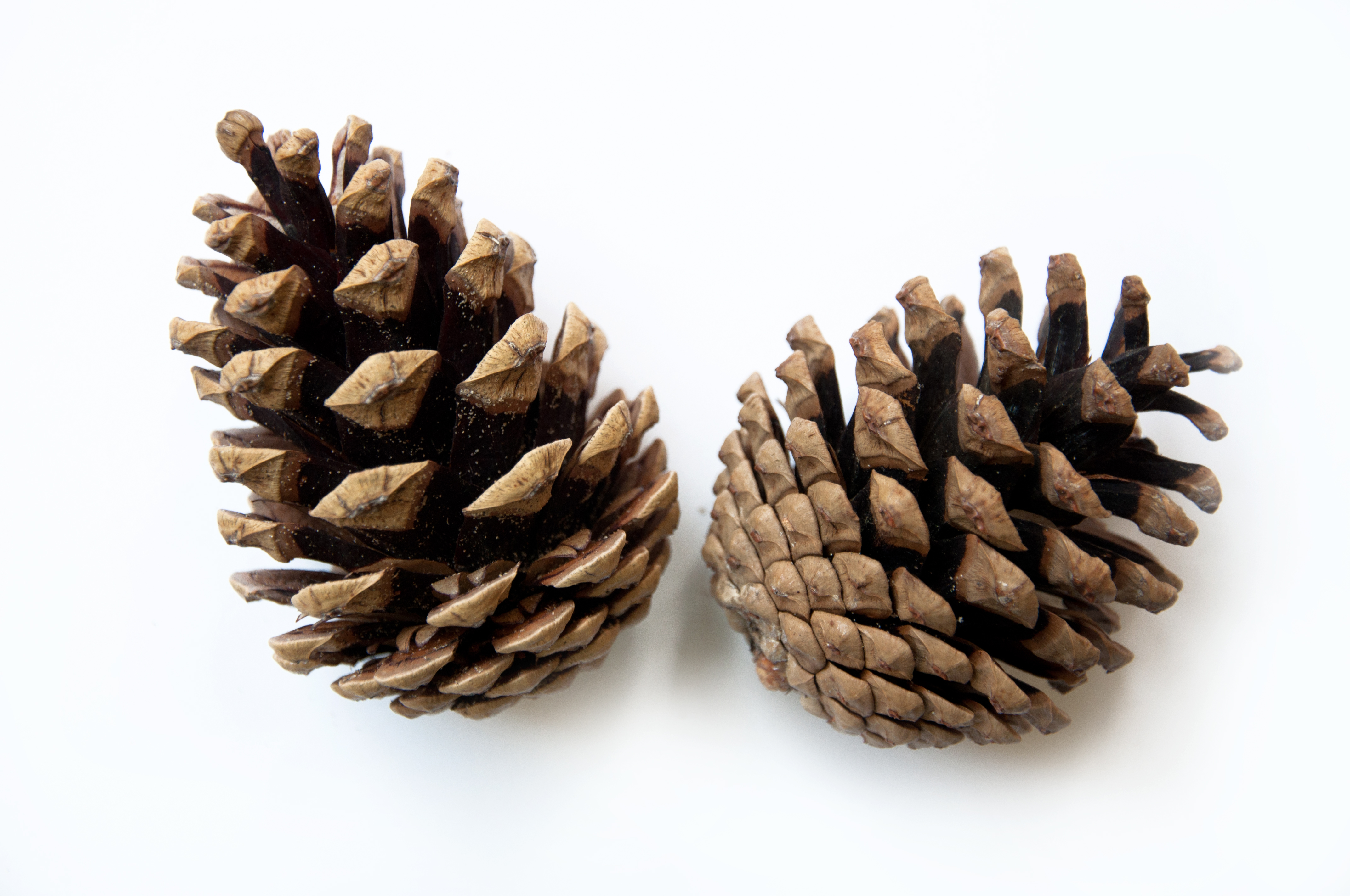 Two pine cones isolated on white photo
