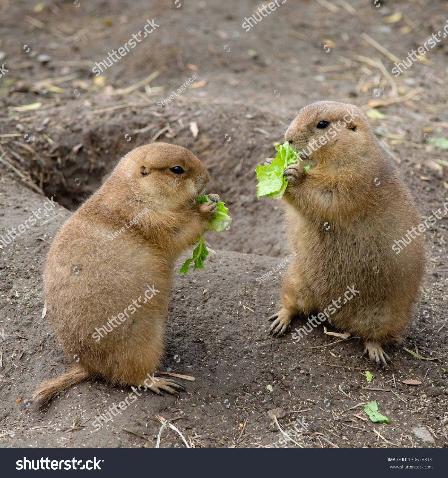 Two Prairie Dogs Eating Lettuce Stock Photo 130628819 - Shutterstock