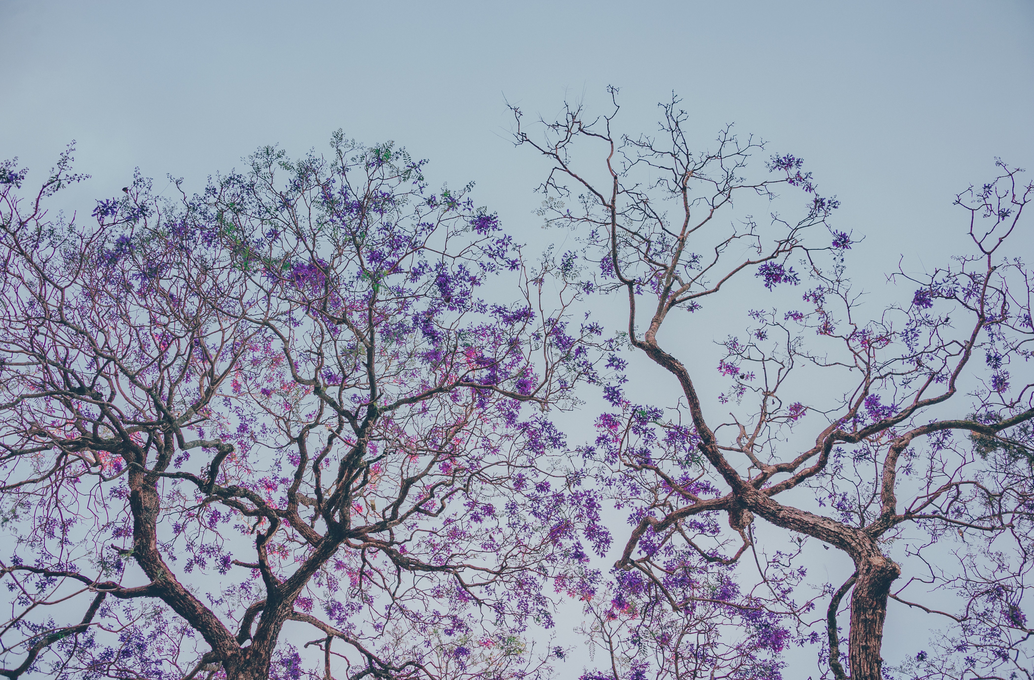 Two purple leaf trees photo