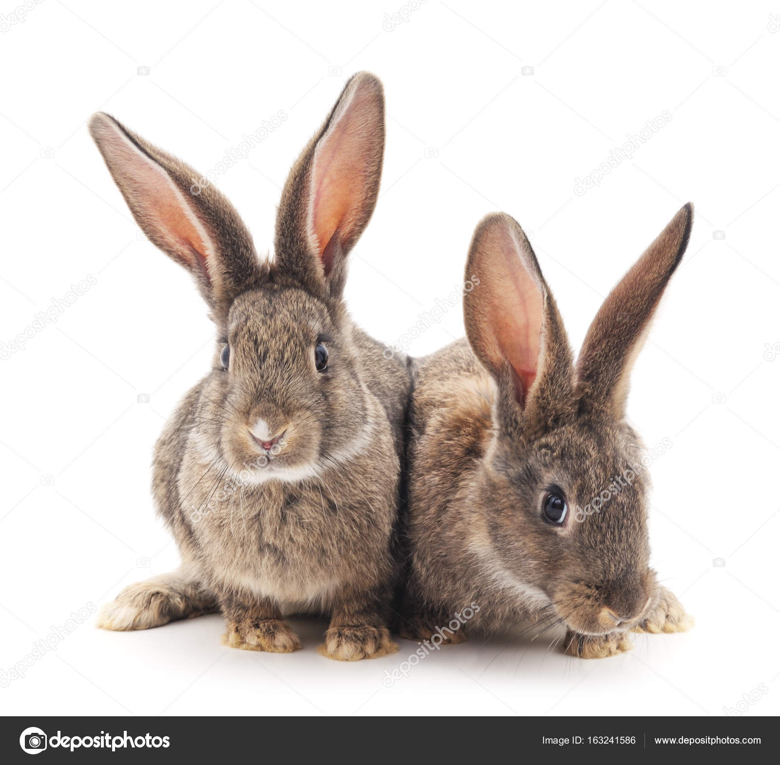 Two rabbits isolated. — Stock Photo © Voren1 #163241586