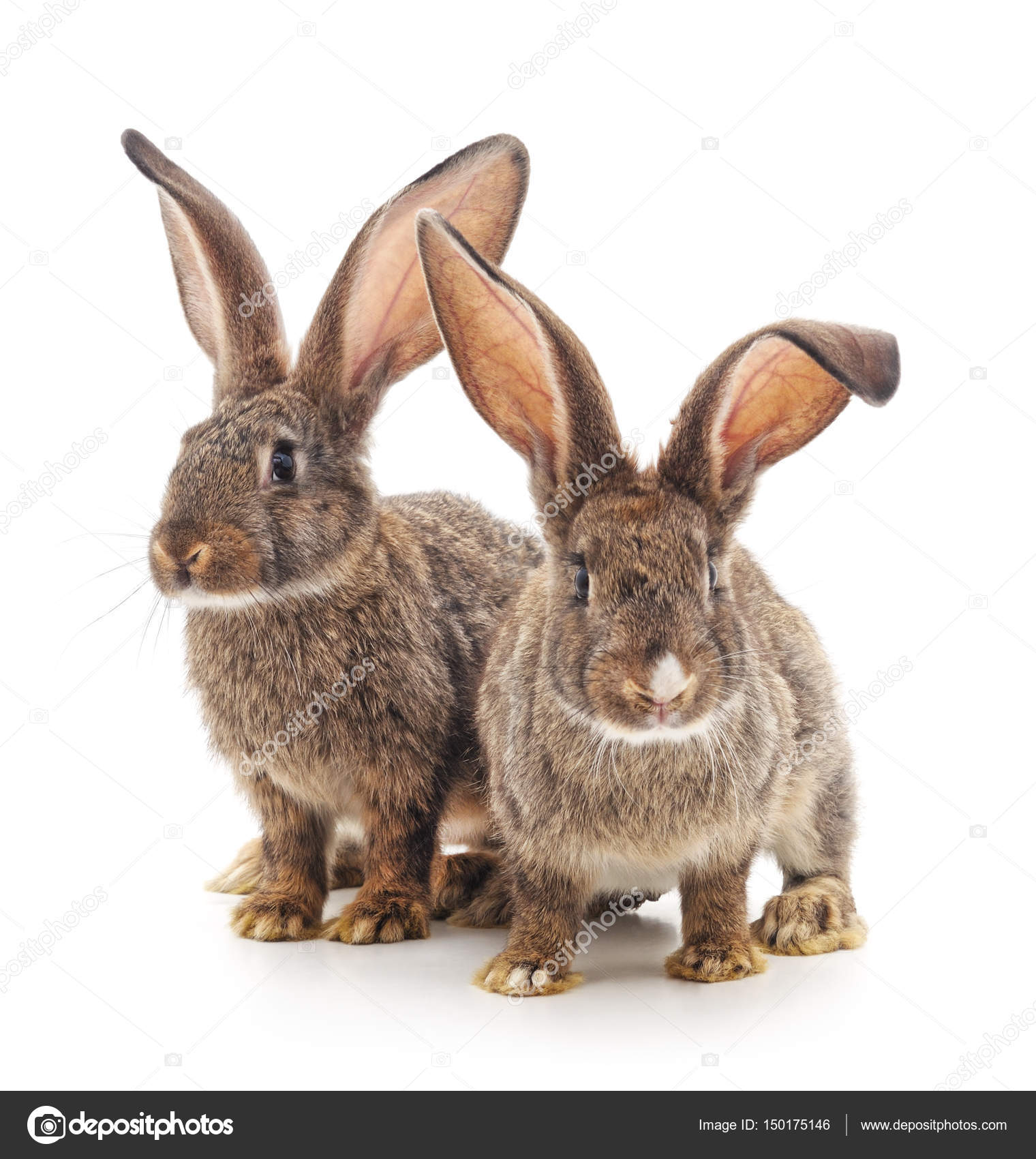 Two rabbits isolated. — Stock Photo © Voren1 #150175146