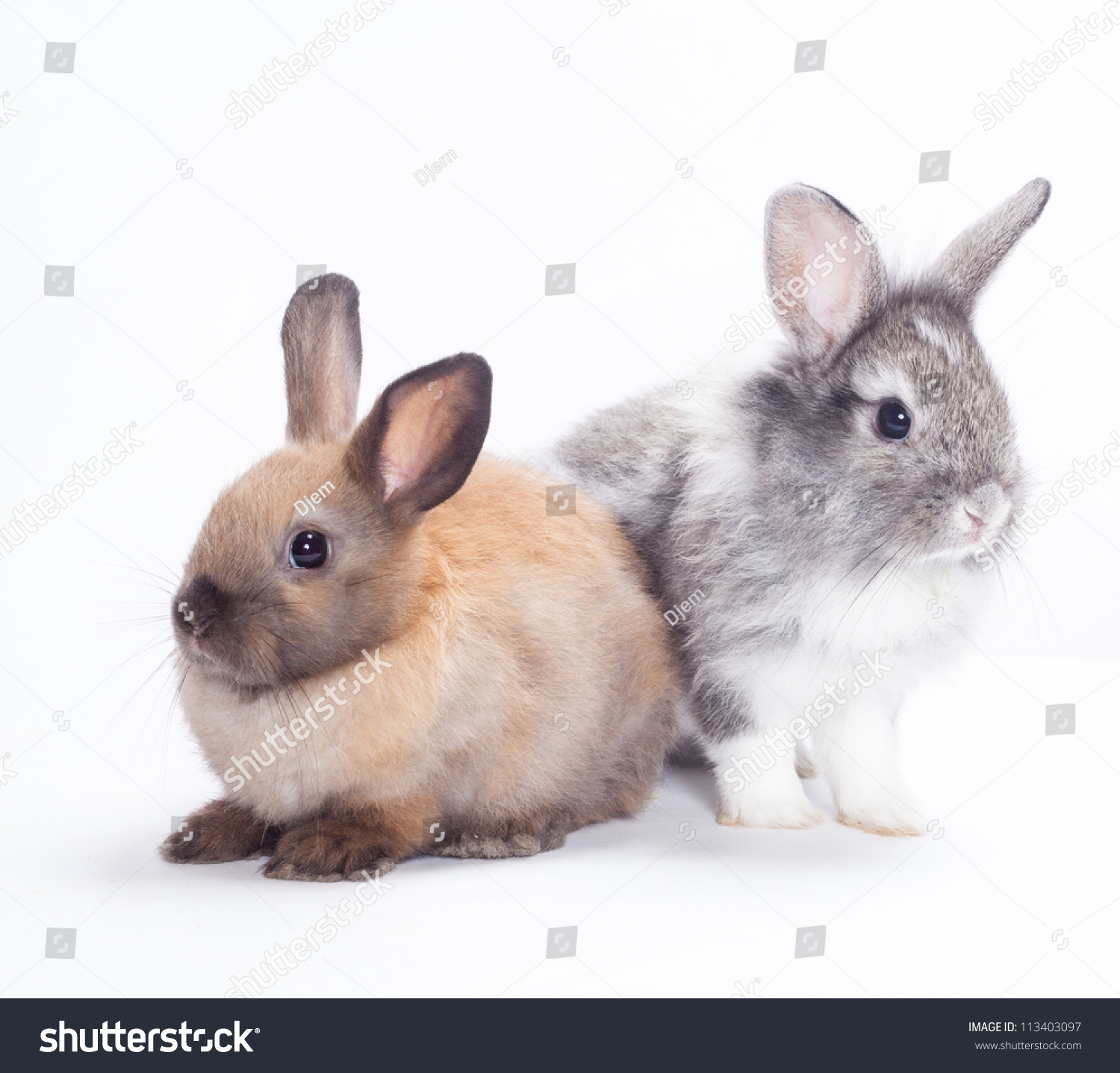 Two Rabbits Bunny Isolated On White Stock Photo (Royalty Free ...