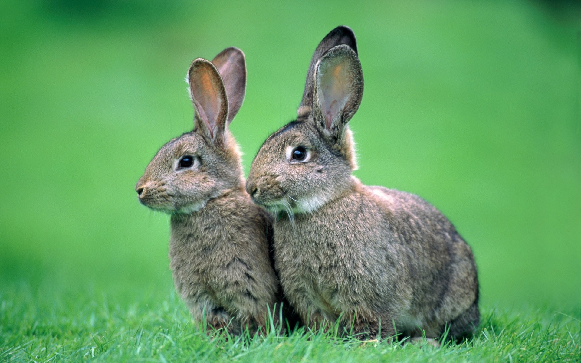 Baby Animals: Rabbits Two Mother And Baby Animal Art for HD 16:9 ...