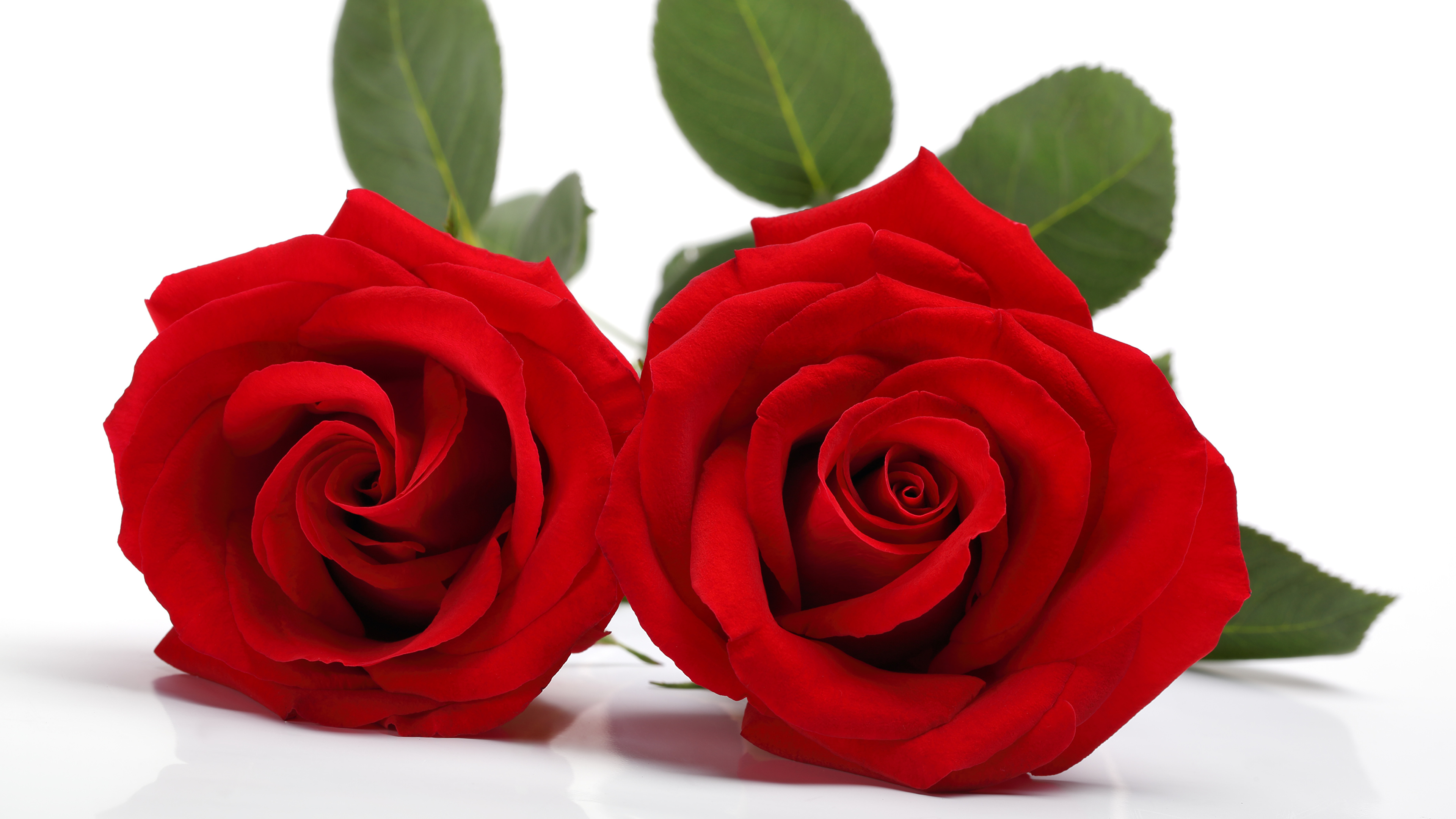 Wallpaper Two Red Roses Flowers White background 3840x2160
