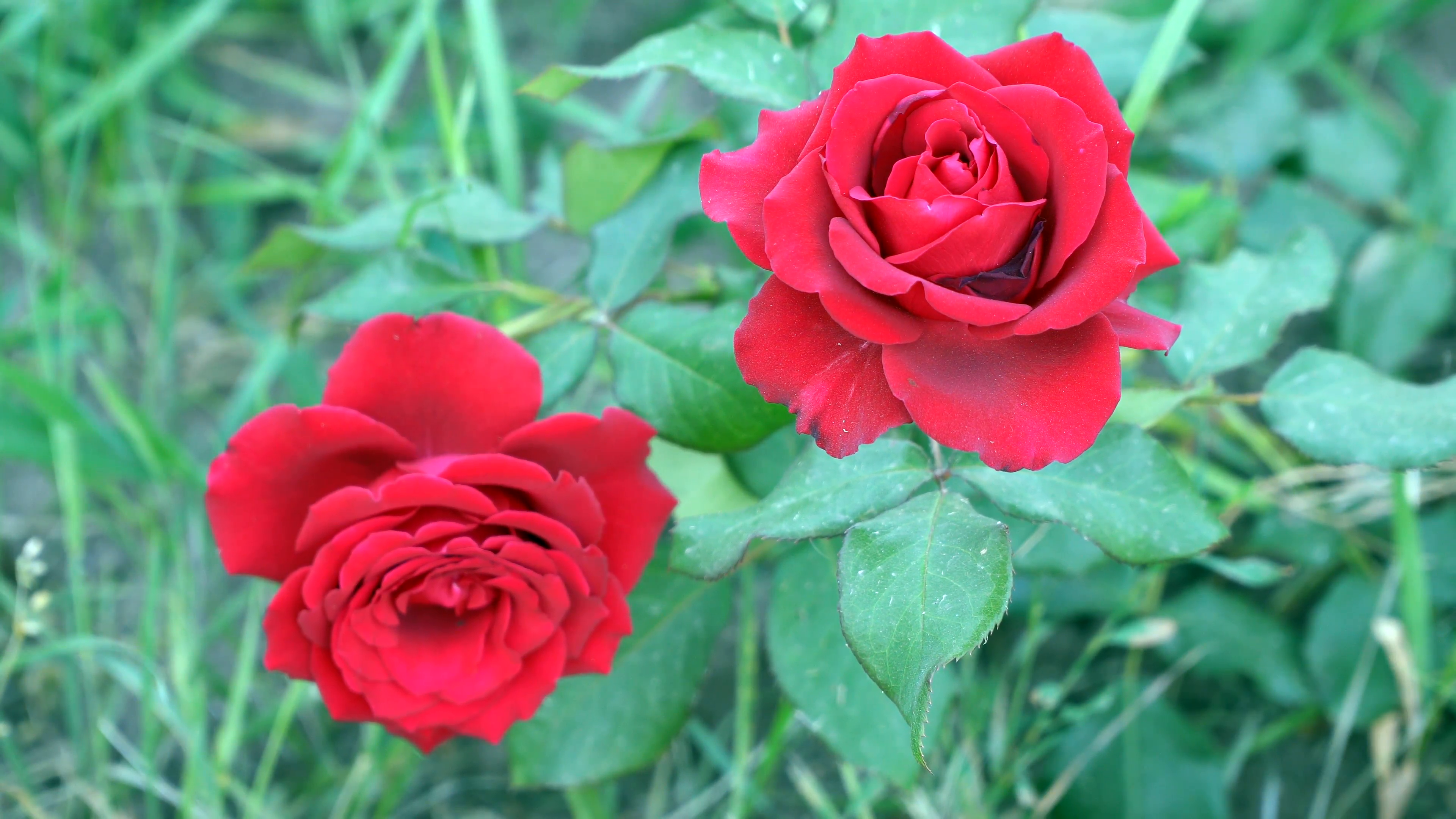 Two red roses among green leaves Stock Video Footage - Videoblocks