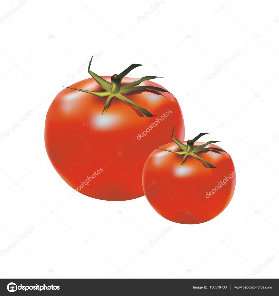 Colorless background with two ripe red tomatoes — Stock Vector ...