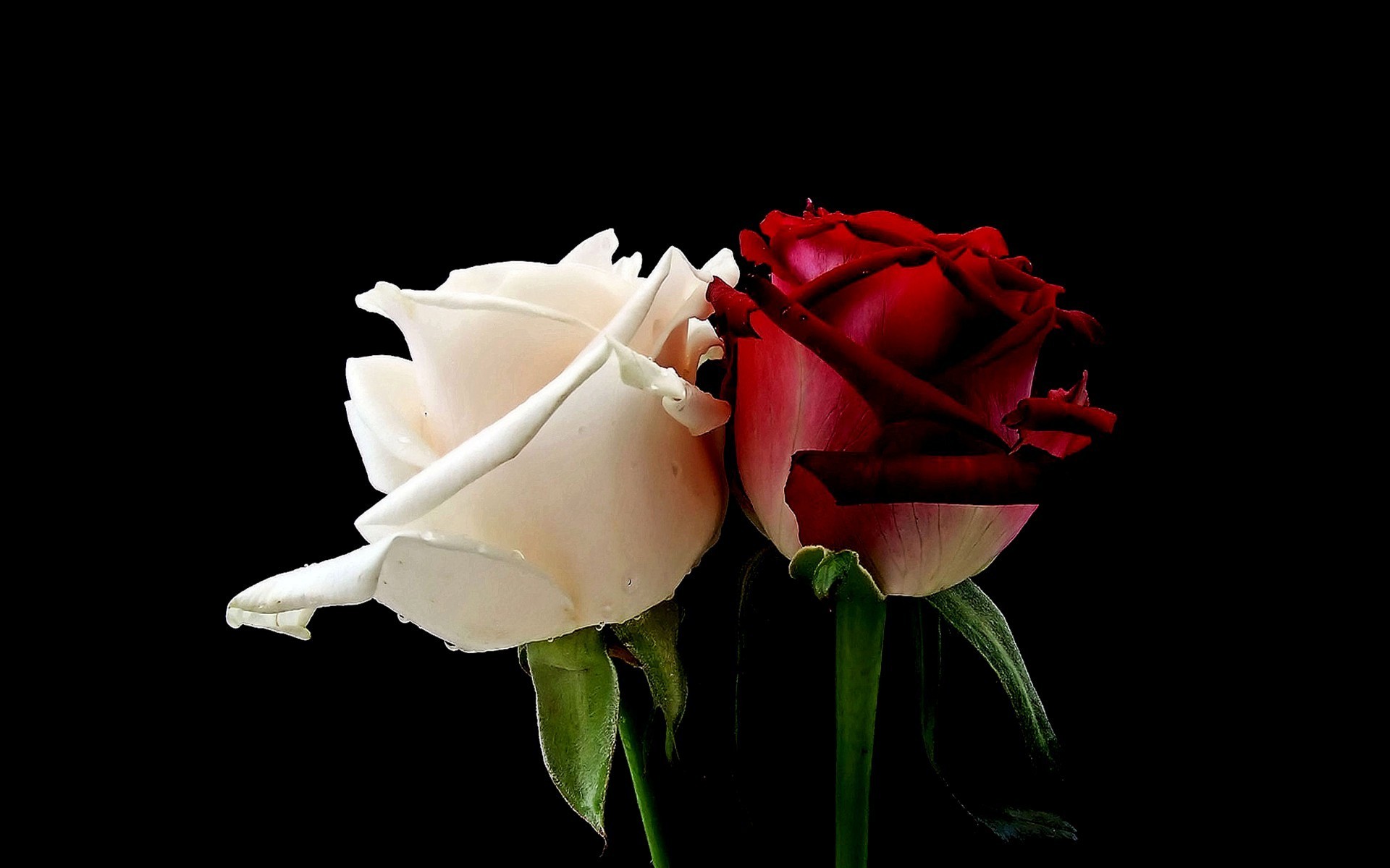 Download desktop wallpaper Two roses