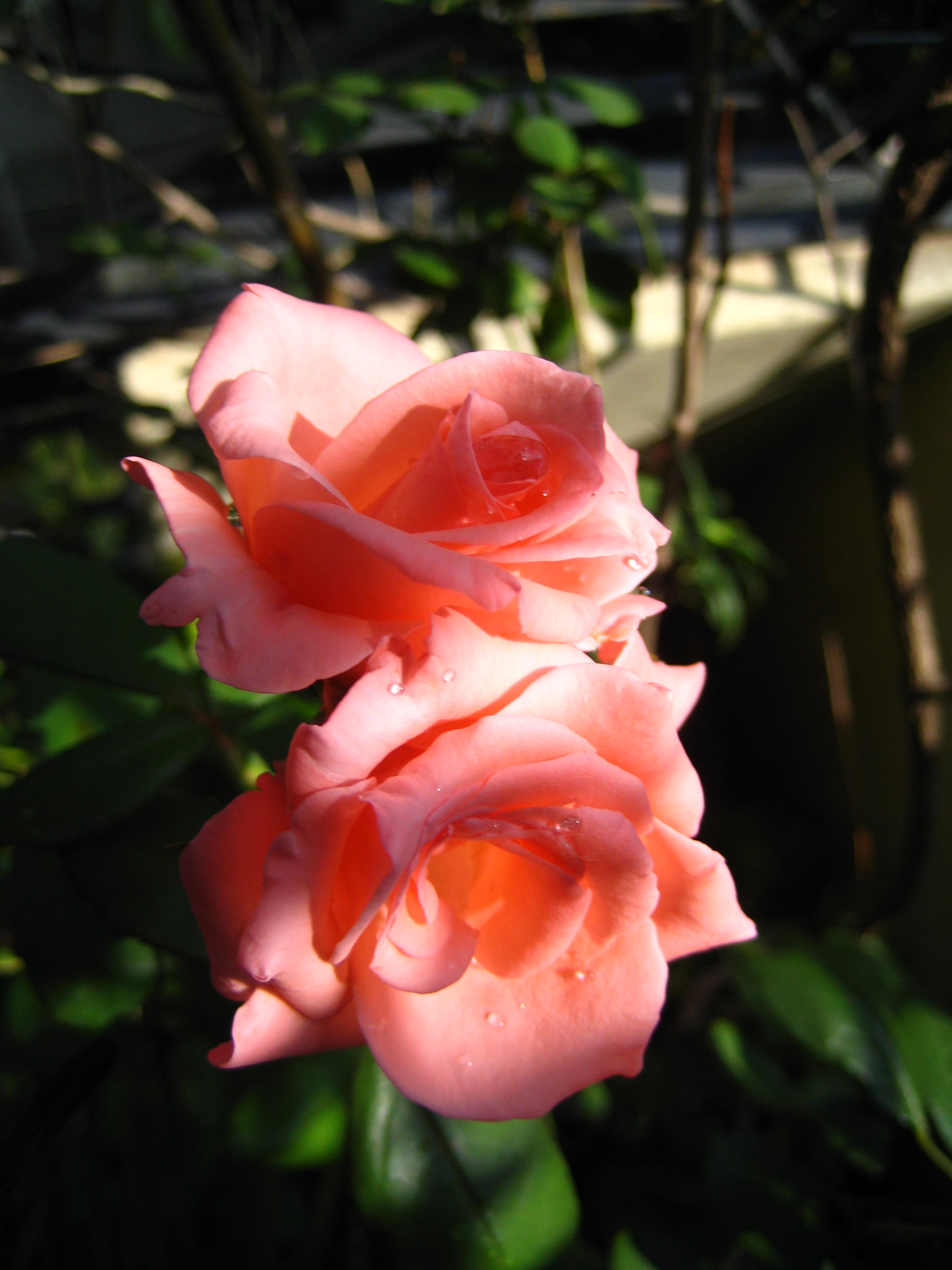File:Two roses from one stem.JPG - Wikimedia Commons