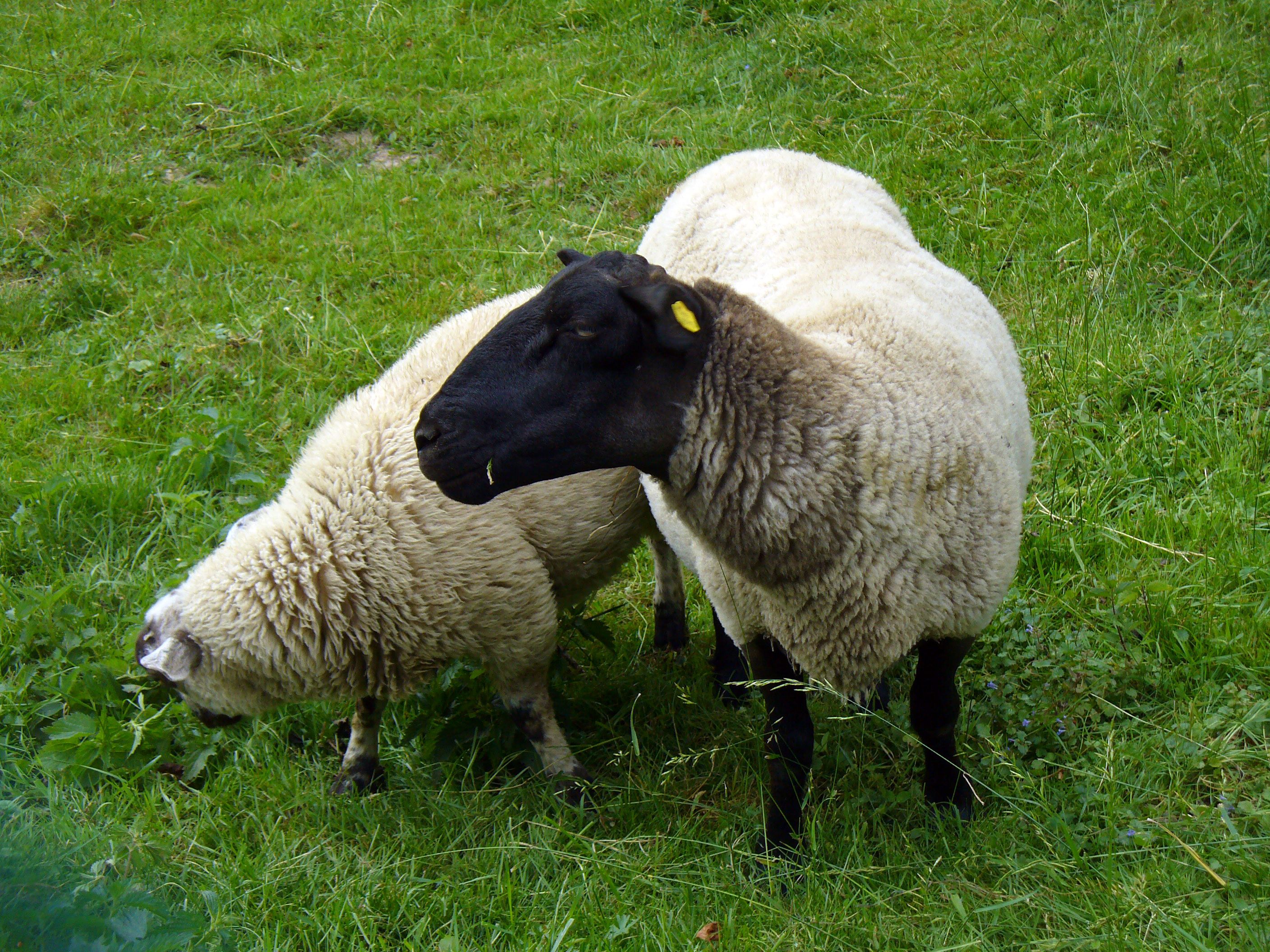 Free Image: Two Sheeps | Libreshot Public Domain Photos