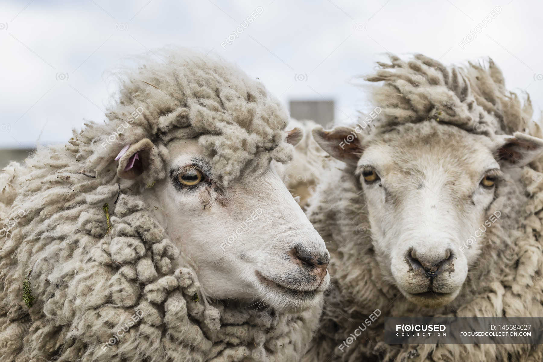 Two sheep at wind — Stock Photo | #145584027