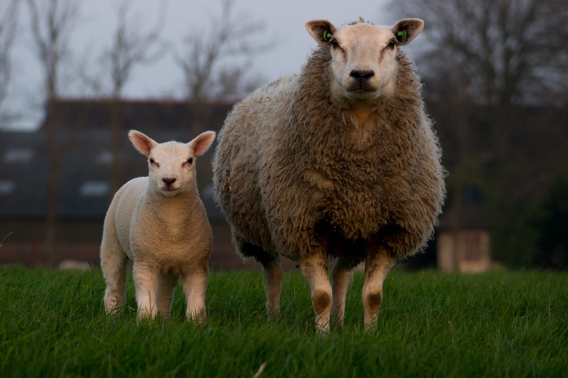 Two Sheep, Animal, Farm, Herd, Nature, HQ Photo