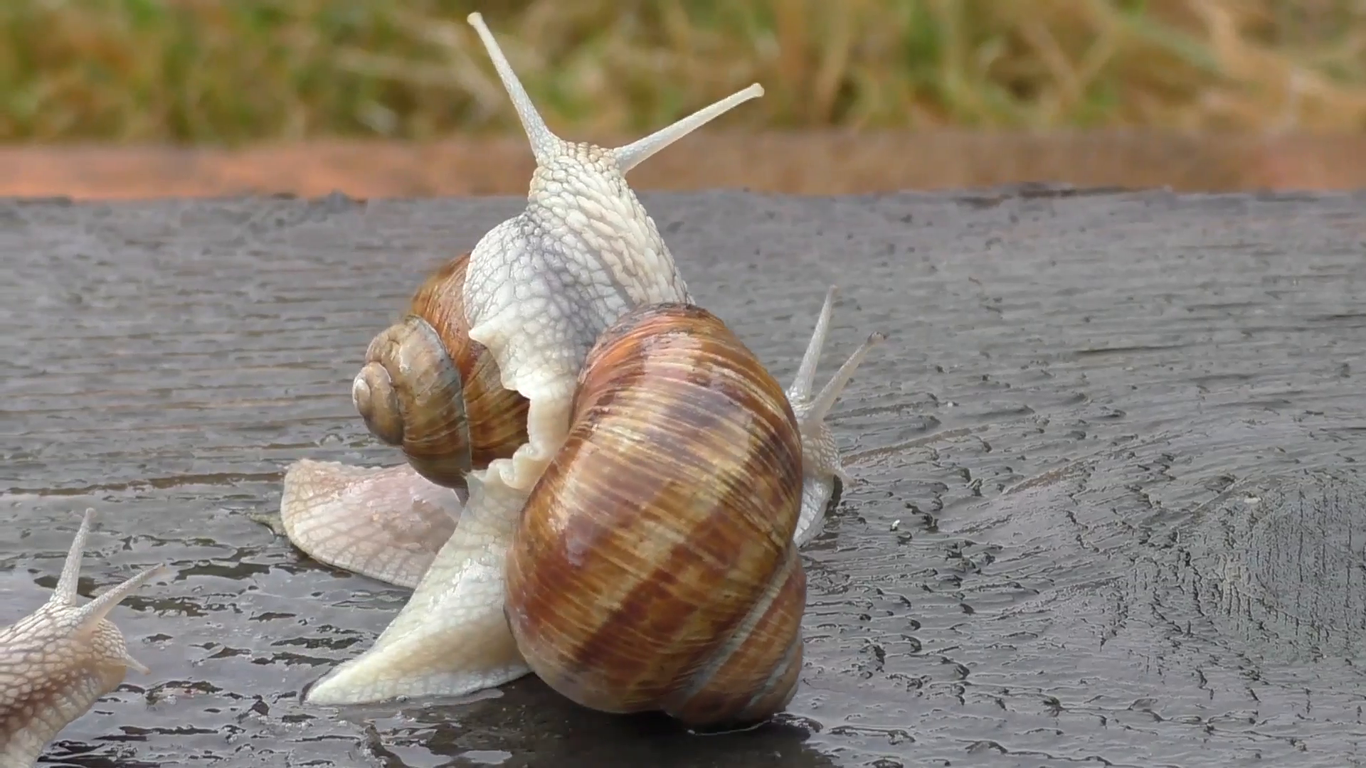 Two snails in tight connection Stock Video Footage - VideoBlocks