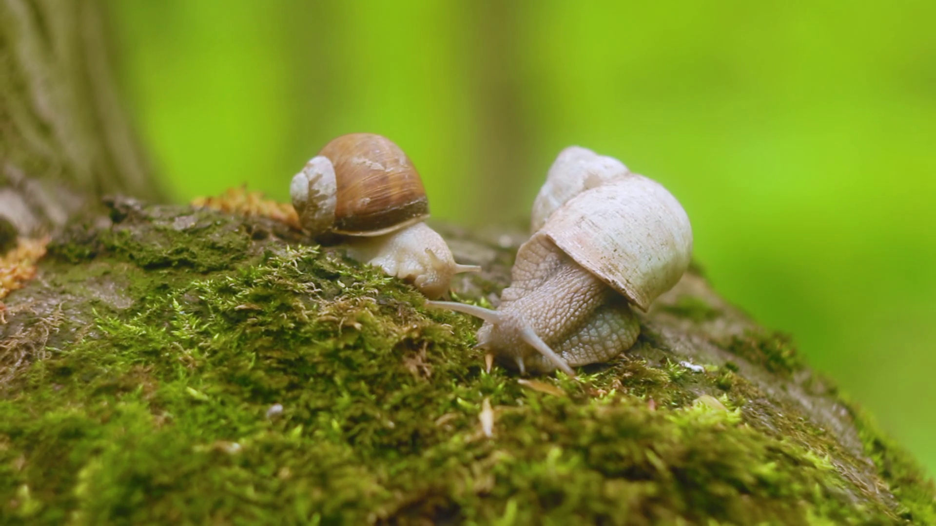 Two snails crawling over moss in the forest. Stock Video Footage ...