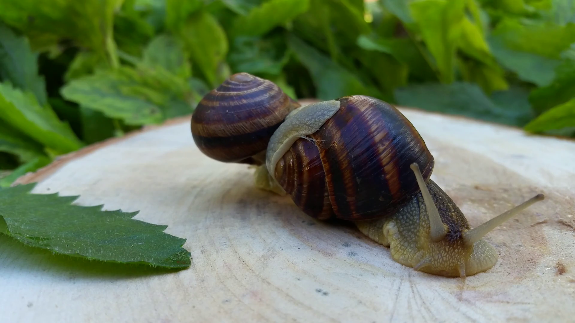 Two snails on a stump among green leaves Stock Video Footage ...
