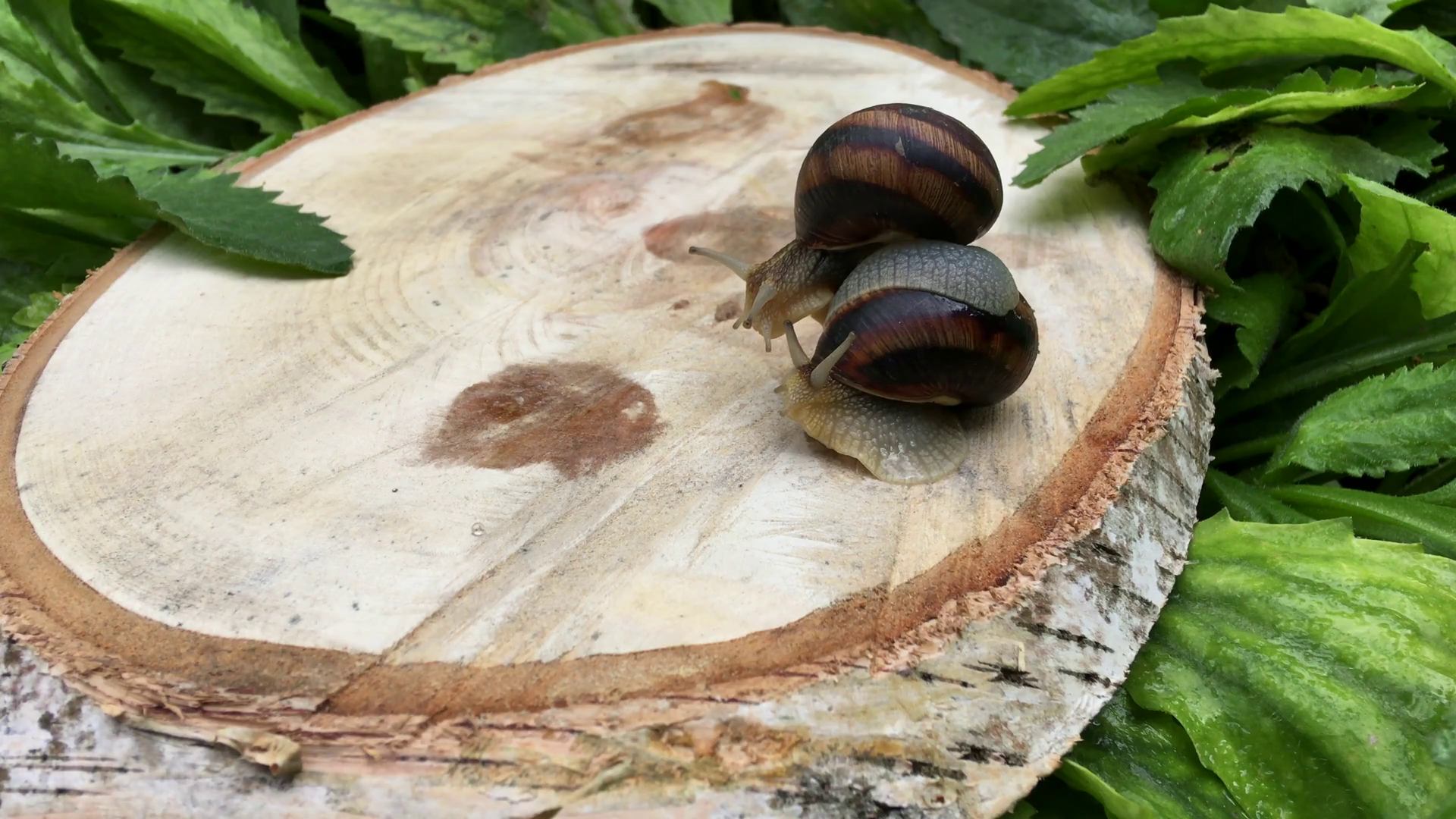 Two snails crawl on the stump of the tree Stock Video Footage ...