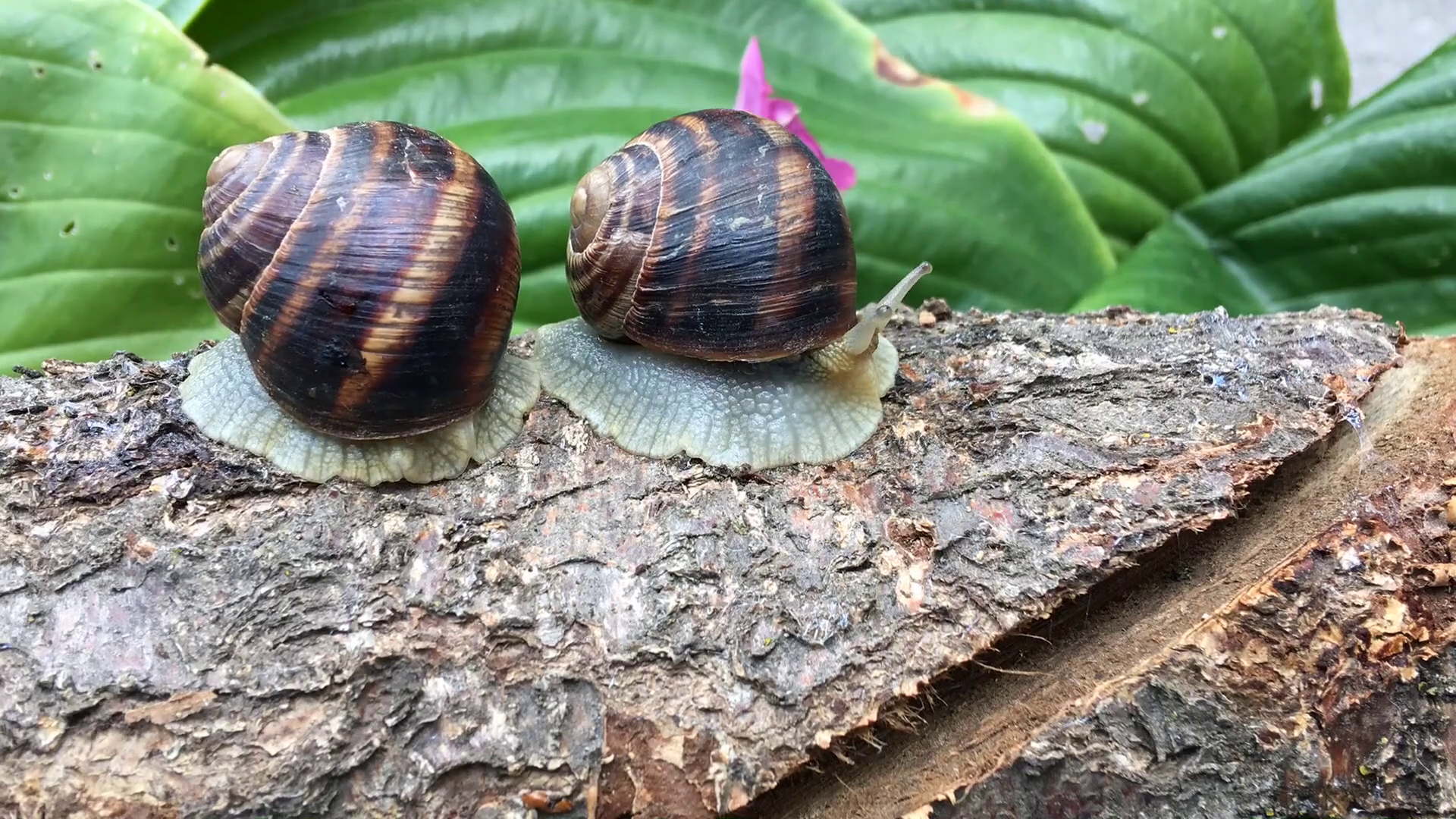 two snails on a tree trunk Stock Video Footage - VideoBlocks