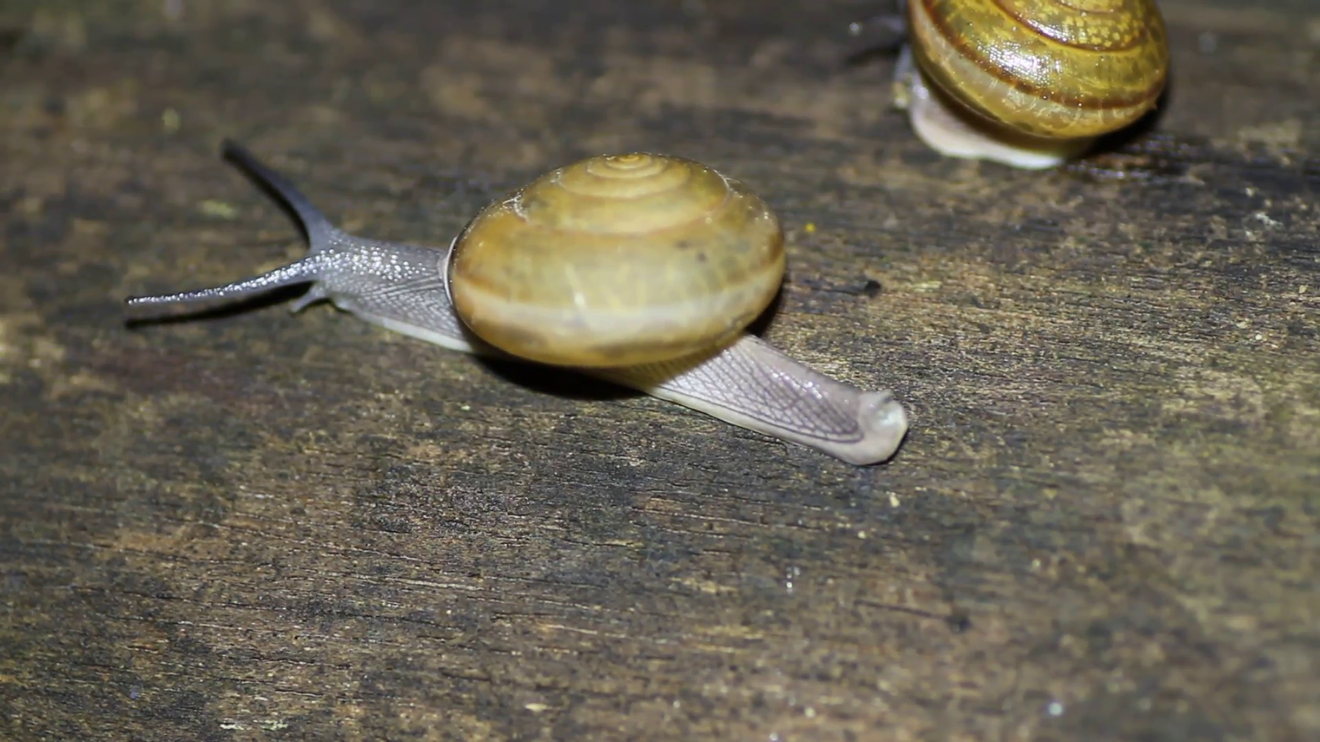 two snails crawling Stock Video Footage - VideoBlocks