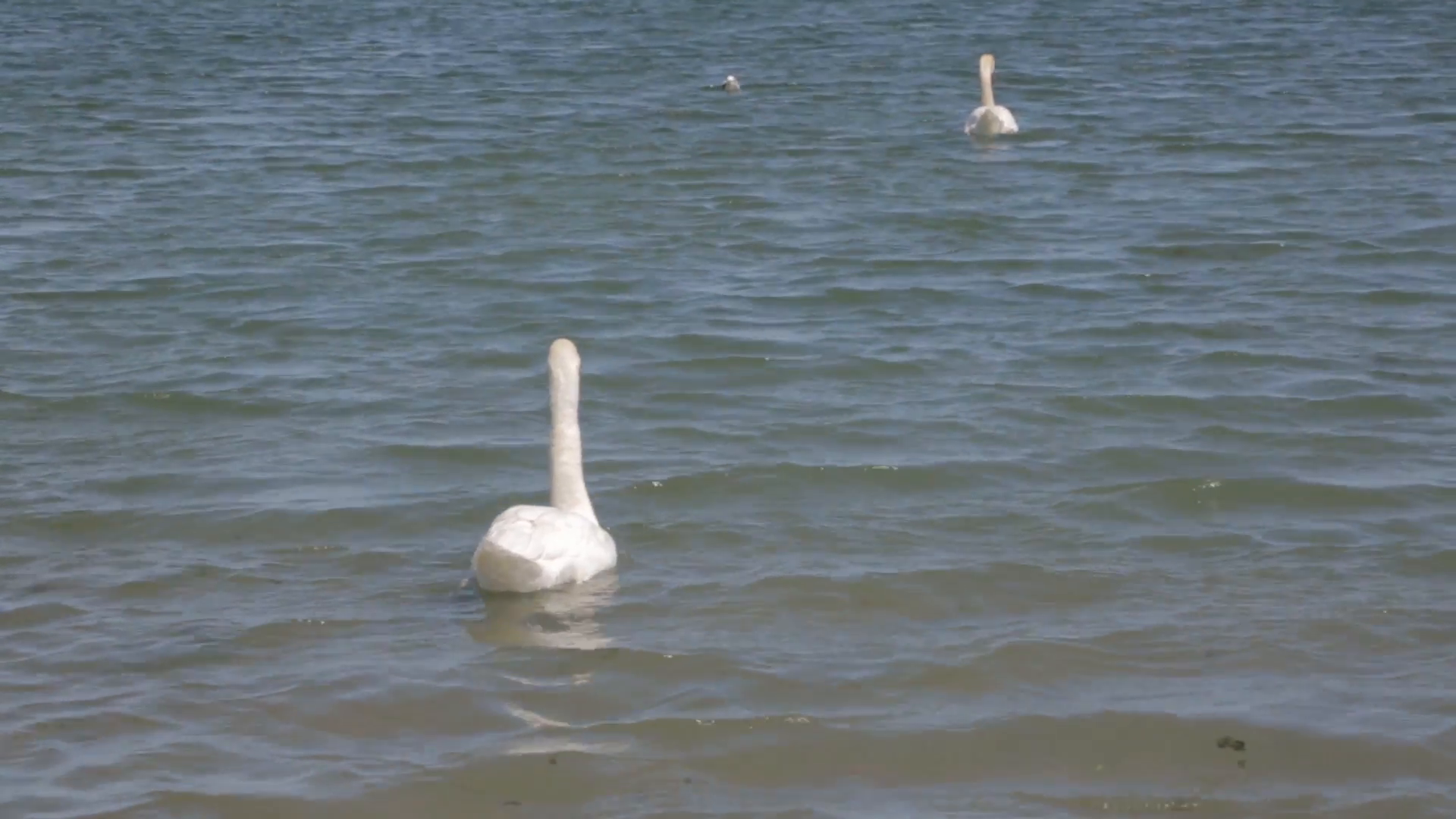 two swans swimming Stock Video Footage - Videoblocks