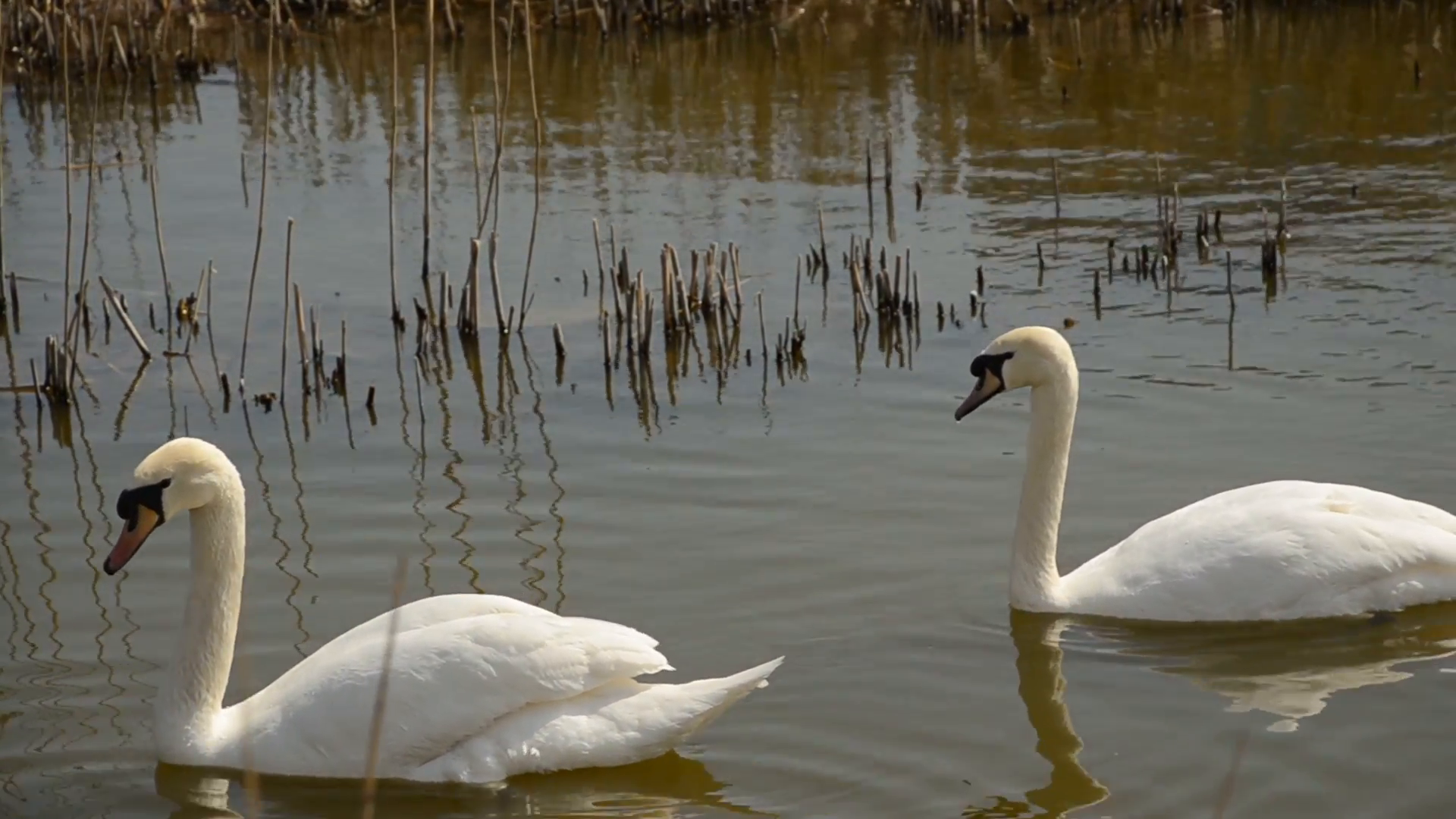Two swans swimming together in pond Stock Video Footage - VideoBlocks