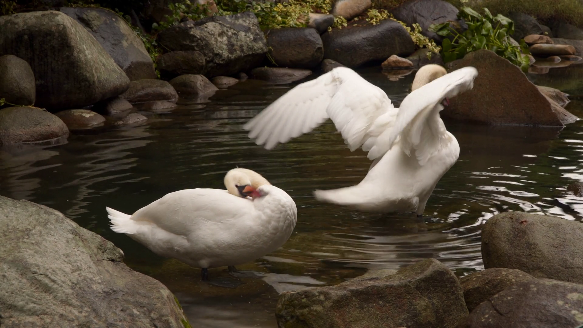 Two swans swimming in a pond. They clean their feathers Stock Video ...