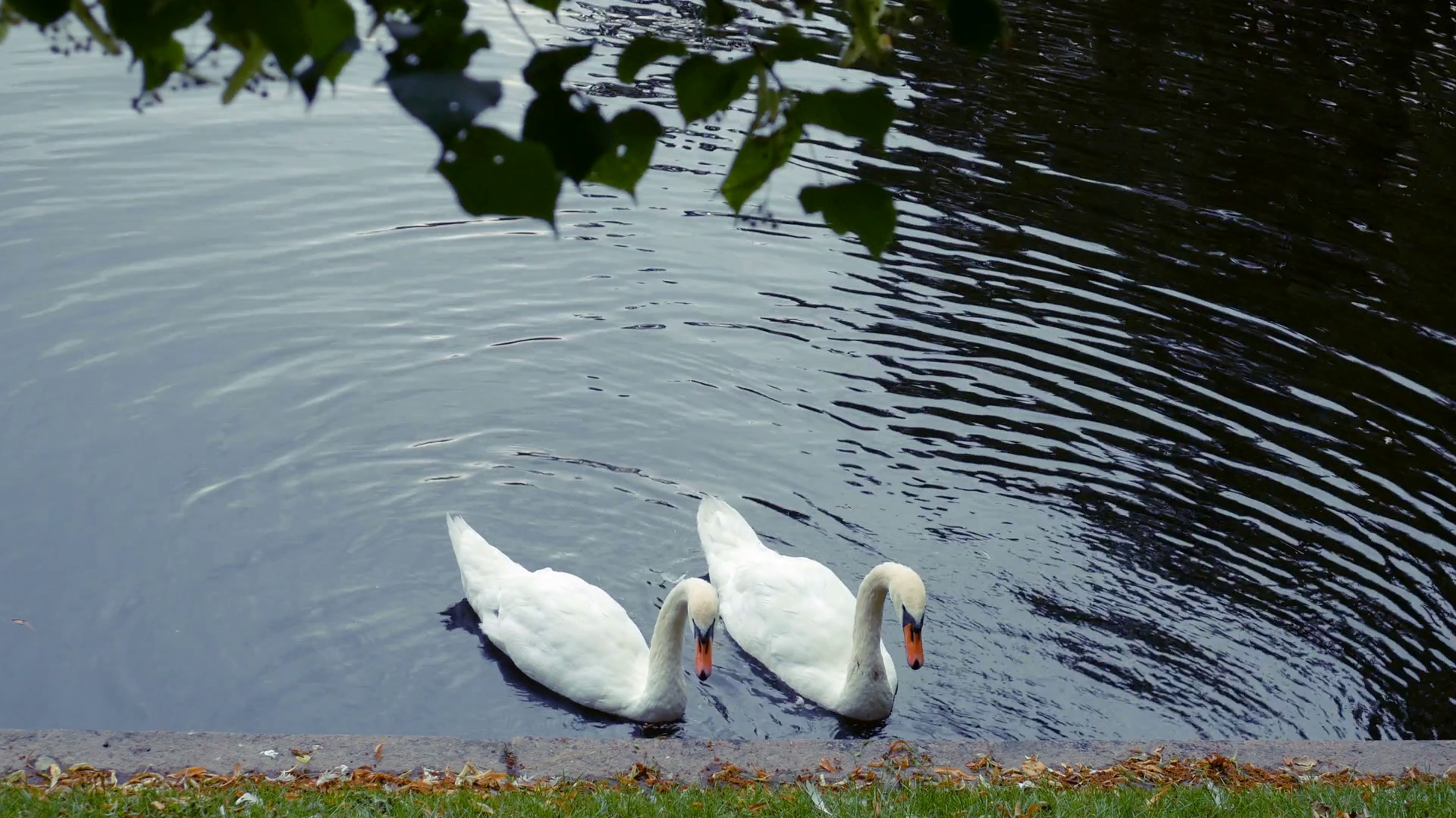 Two swans are swimming in a lake park Stock Video Footage - VideoBlocks