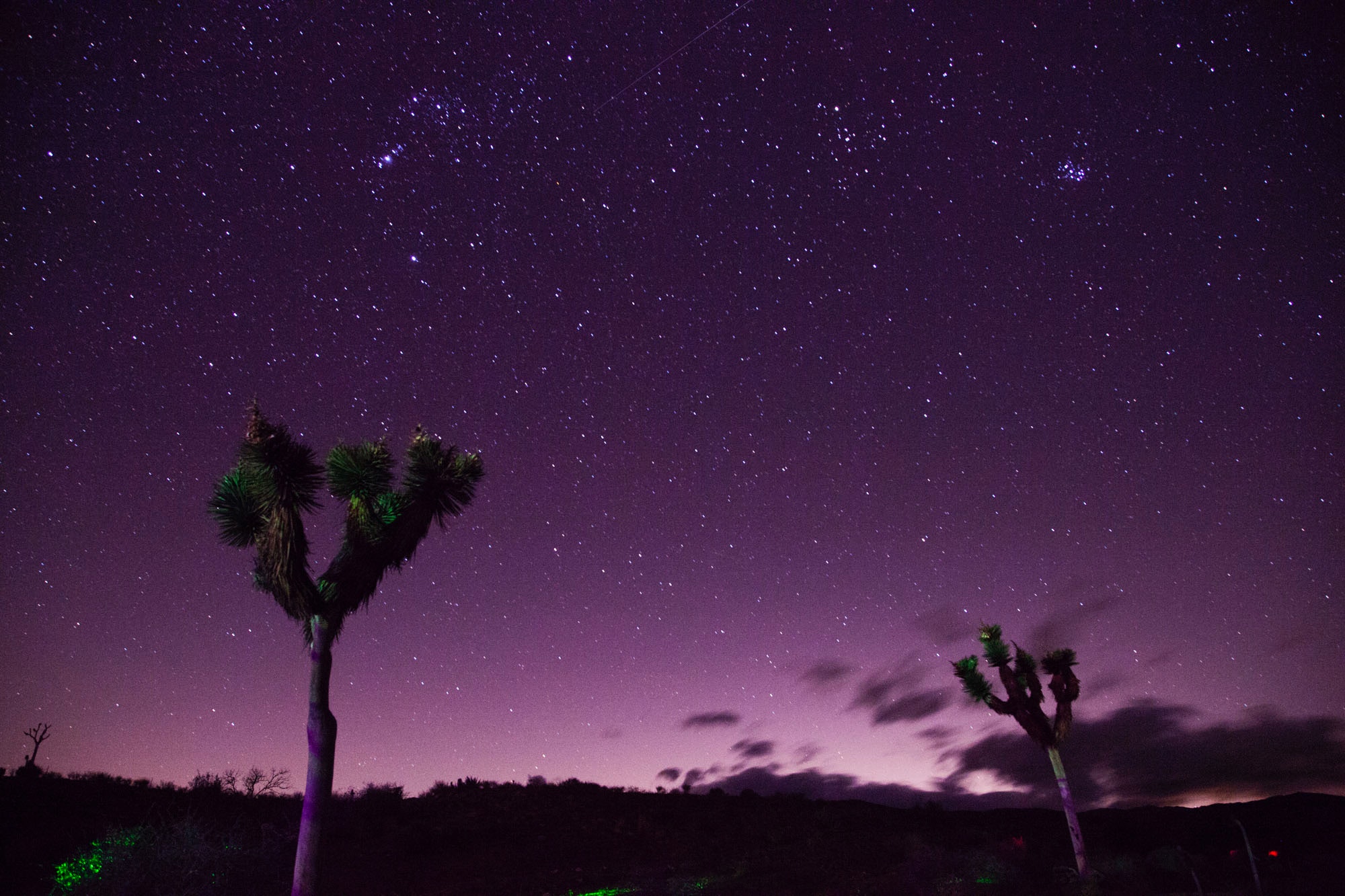 Two Trees Under Purple Sky, Astronomy, Night, Travel, Sunset, HQ Photo