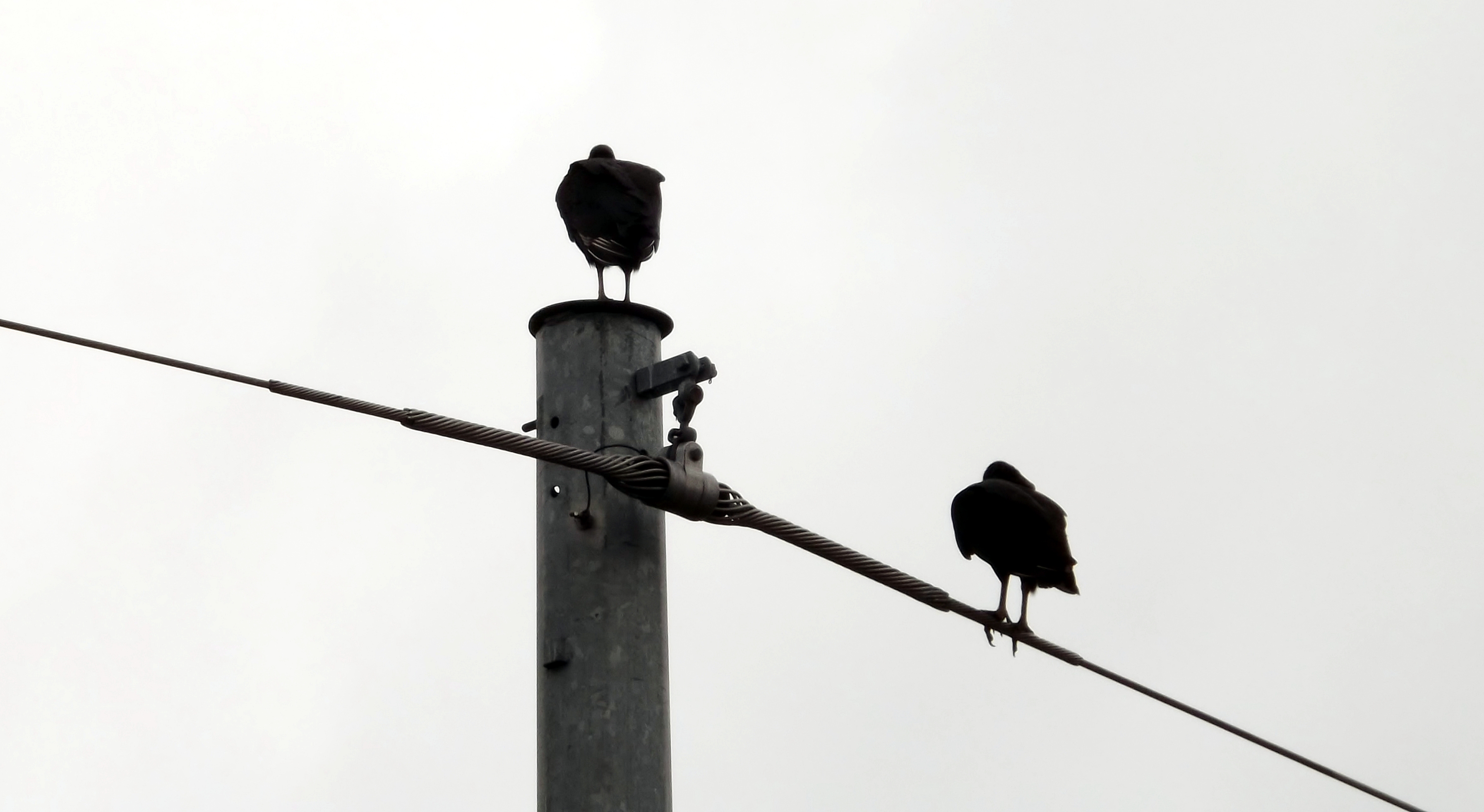 Two vultures on a cloudy day photo