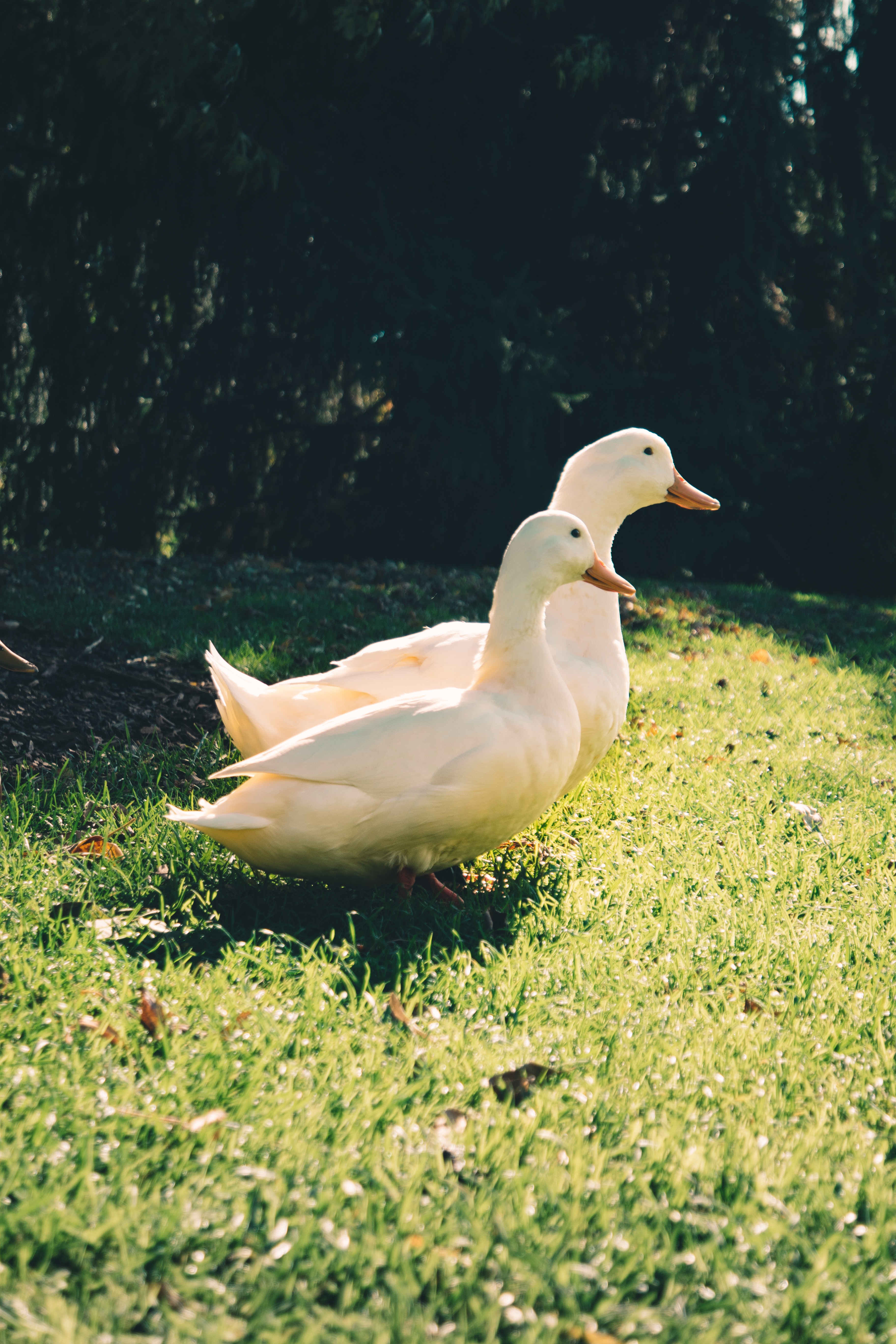 Two white ducks on green grass field photo