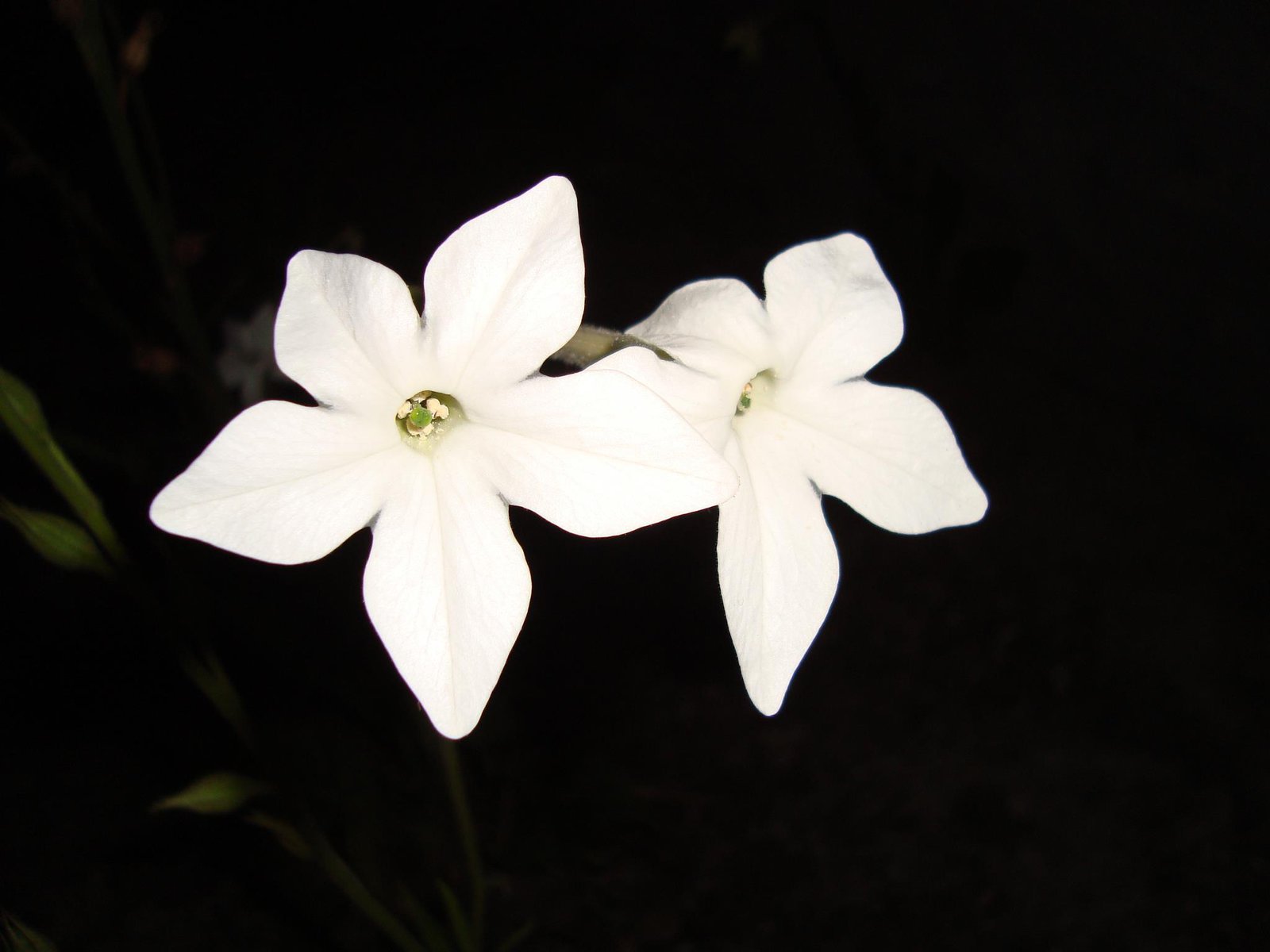 Two white flowers in the dark by Moon--Dreamer on DeviantArt