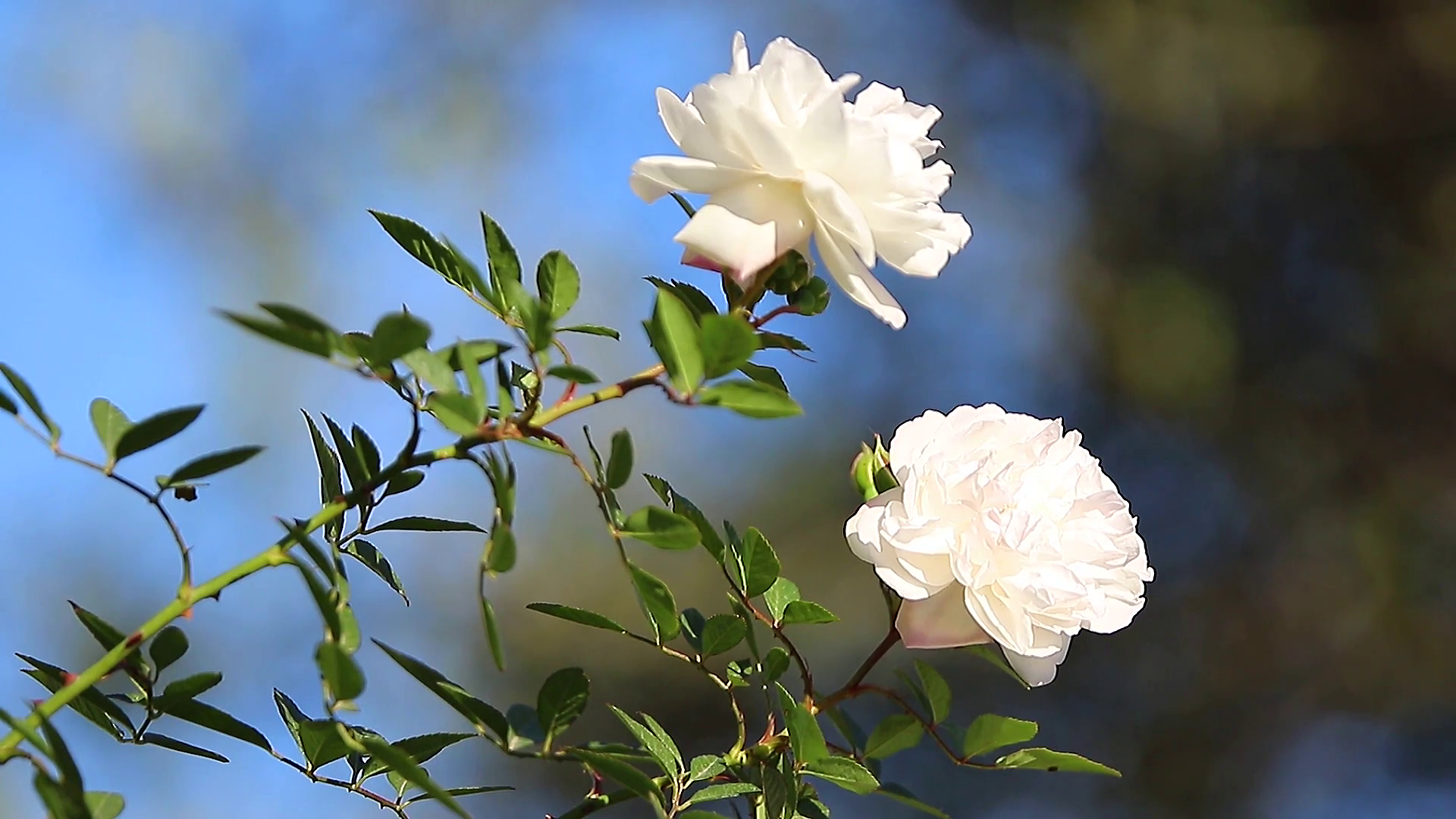 Two white roses with natural blue sky background gently moved by the ...