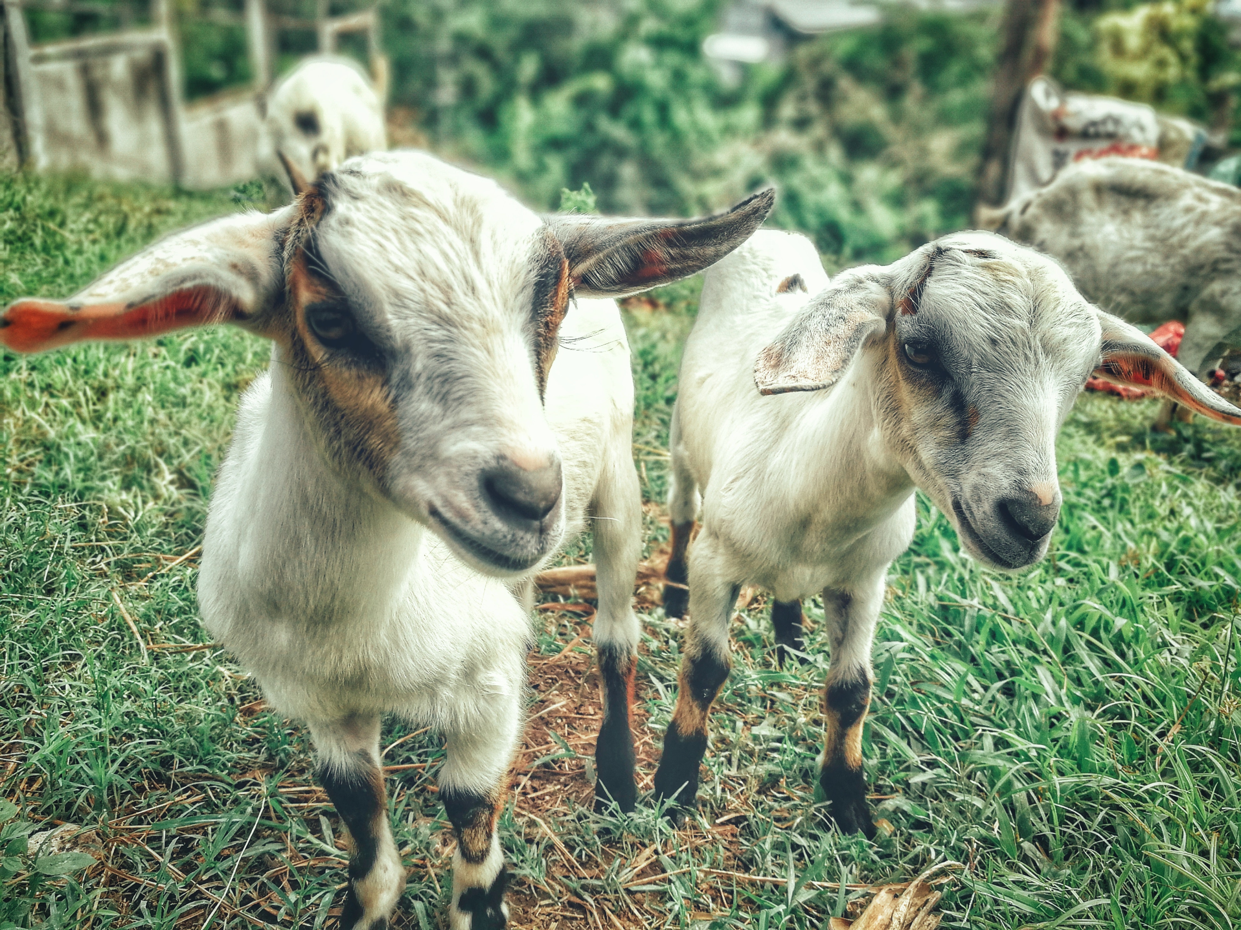 Two white goat kids photo