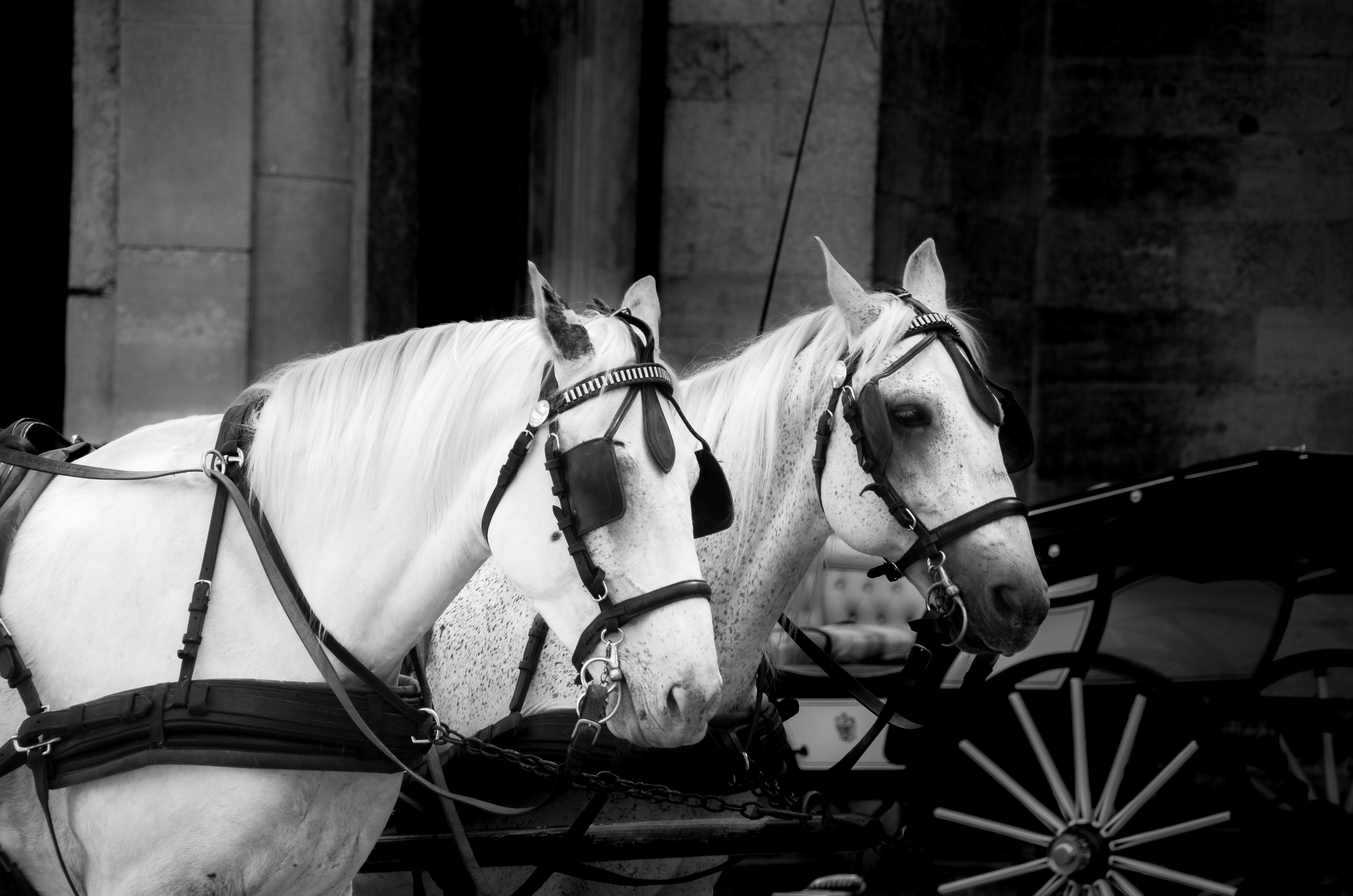Two white horses with carriage photo