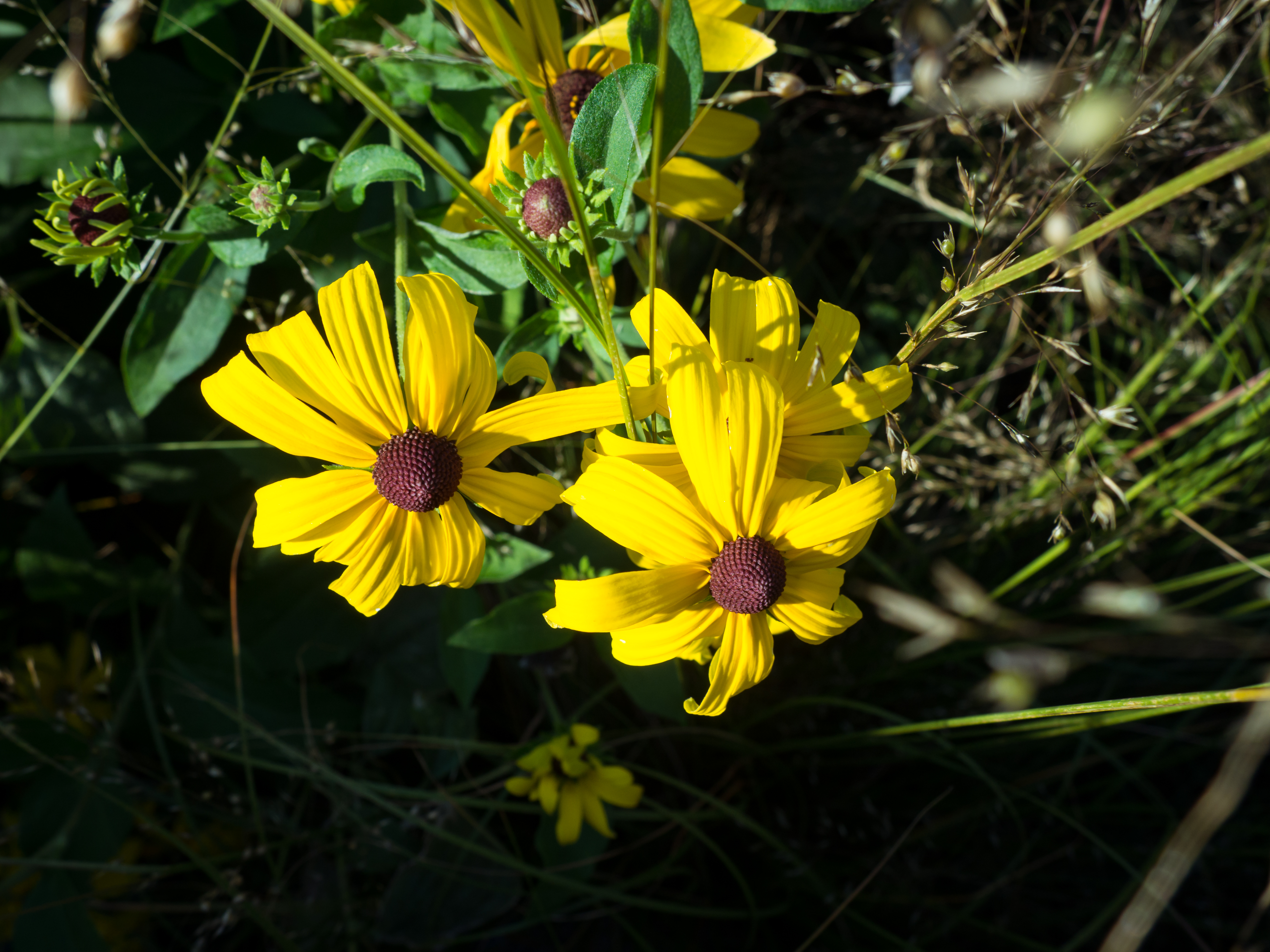 Two Yellow Flowers – MMT