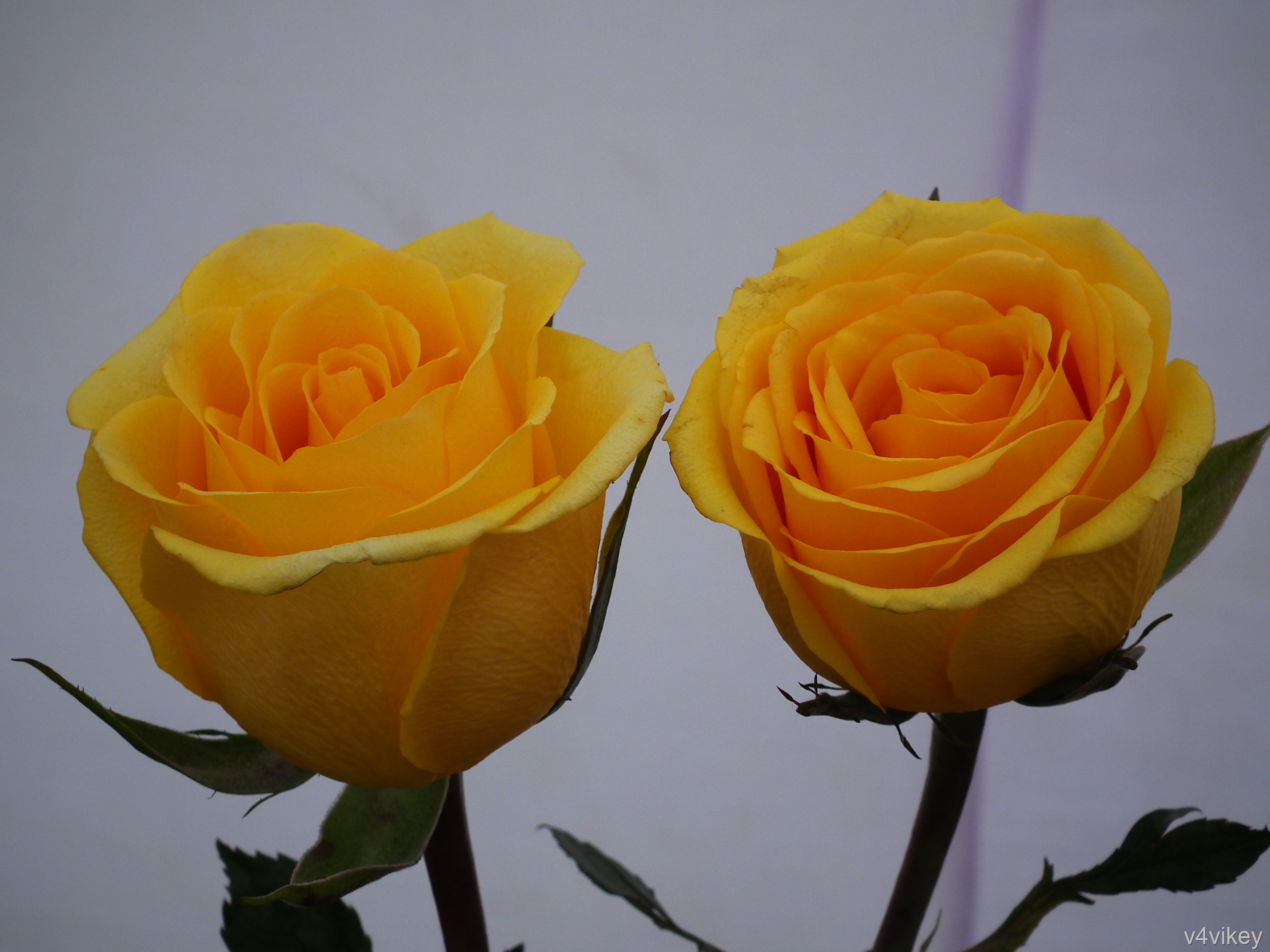 Two Yellow Color Rose Flowers « Wallpaper Tadka